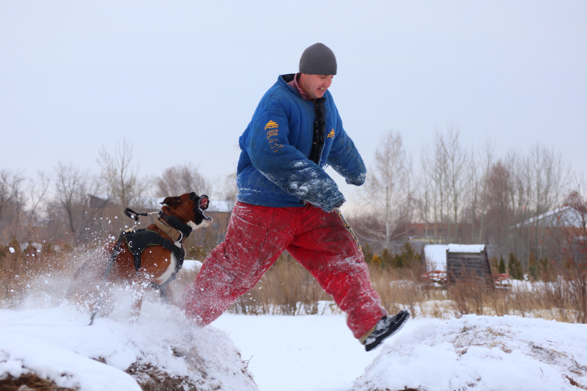 Dog training in Omsk - OCSSSS 11/16/24 - Dog, Puppies, Omsk, Training, Г“Г±Г±Г±, Friend, Care, Kindness, Dog breeding, Friends, Longpost