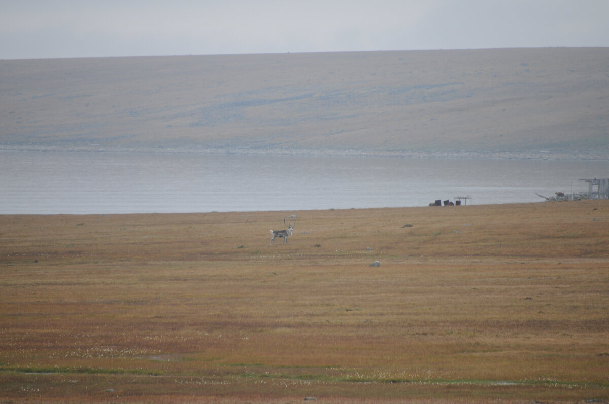 Whale watcher's diary. Yeremeyev Peninsula, Biruli - My, North, Travel across Russia, Travels, Sea, Arctic, Deer, Polar bear, Longpost