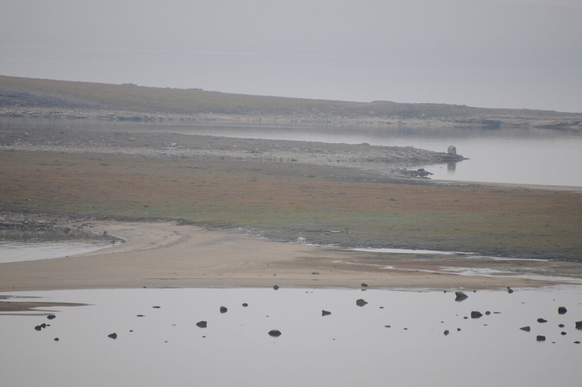 Whale watcher's diary. Yeremeyev Peninsula, Biruli - My, North, Travel across Russia, Travels, Sea, Arctic, Deer, Polar bear, Longpost