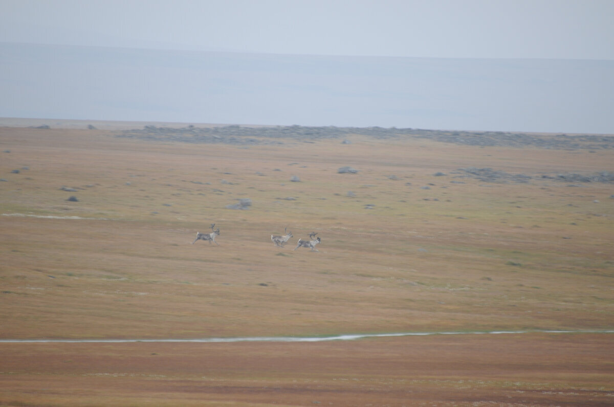 Whale watcher's diary. Yeremeyev Peninsula, Biruli - My, North, Travel across Russia, Travels, Sea, Arctic, Deer, Polar bear, Longpost