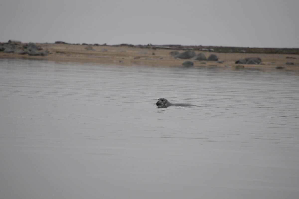 Whale watcher's diary. Yeremeyev Peninsula, Biruli - My, North, Travel across Russia, Travels, Sea, Arctic, Deer, Polar bear, Longpost