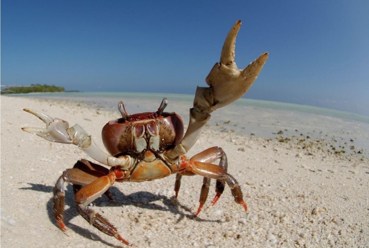 Why do crabs move sideways? - Crab, Animals, Environment, Organism, Claws, Habitat, Peculiarities, Movement, Reaction, The ways, Body