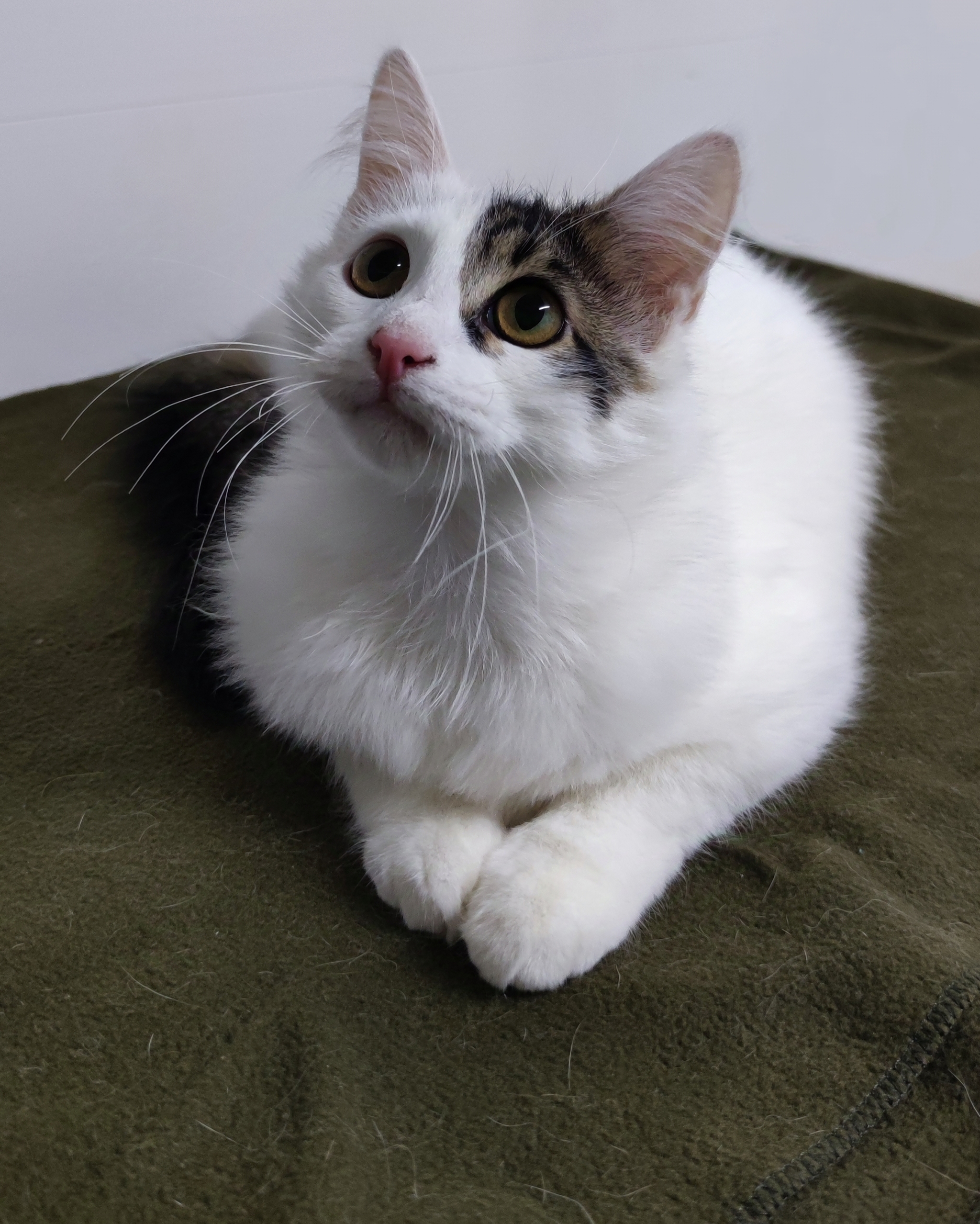 Kitty Stepa, waiting for you. Relatives, notice me! - My, cat, Kittens, Fluffy, Moscow, Moscow region, Pets, Good league, In good hands, Cat lovers, Milota, Friend, Care, No rating, Longpost, Helping animals, Siberian cat