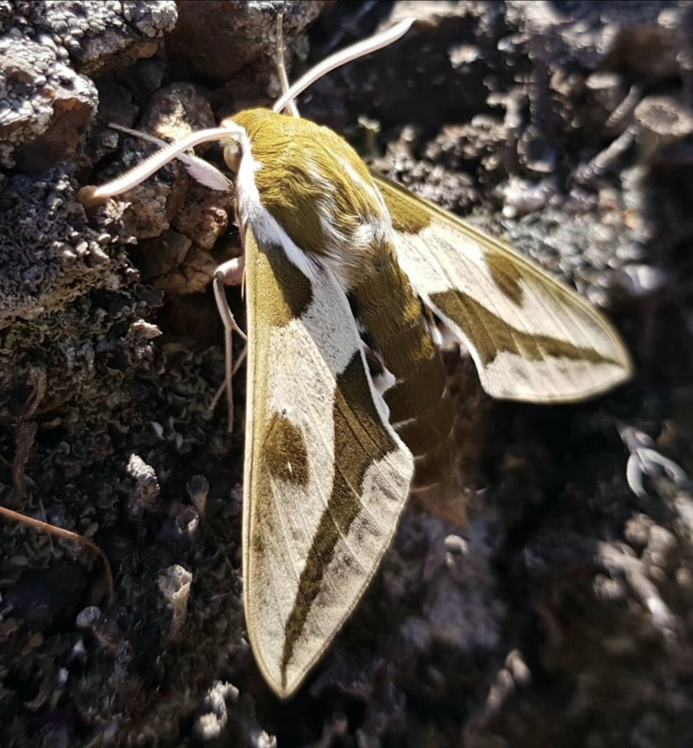 One on one. Lens and hawk moth - My, Macro photography, Hawk, Insects, Mobile photography, Hobby, Butterfly, Video, Vertical video, Longpost