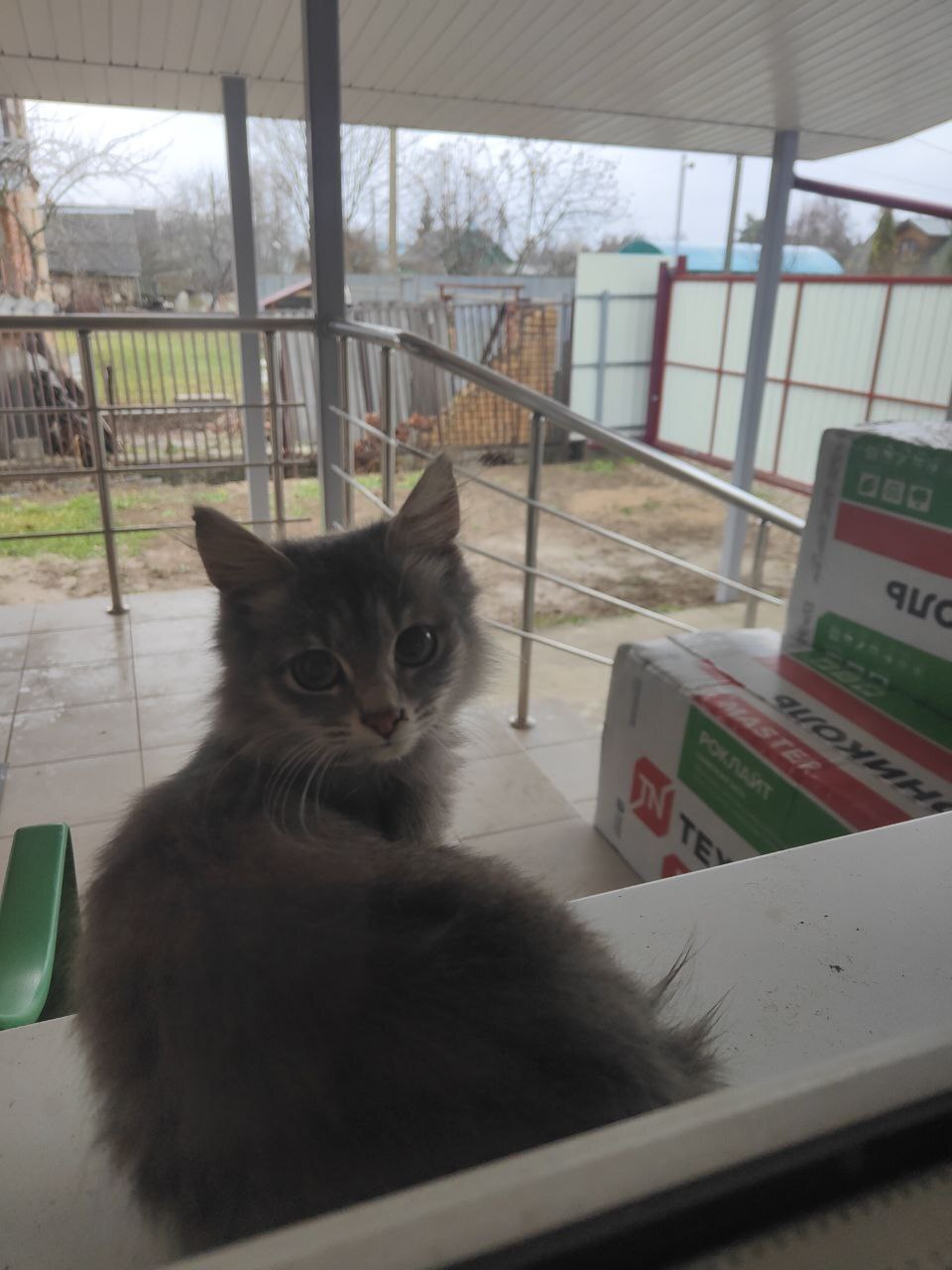 Gray Kitten Alone at the Dacha - In good hands, Homeless animals, Animal Rescue, No rating, cat, Longpost, Kittens