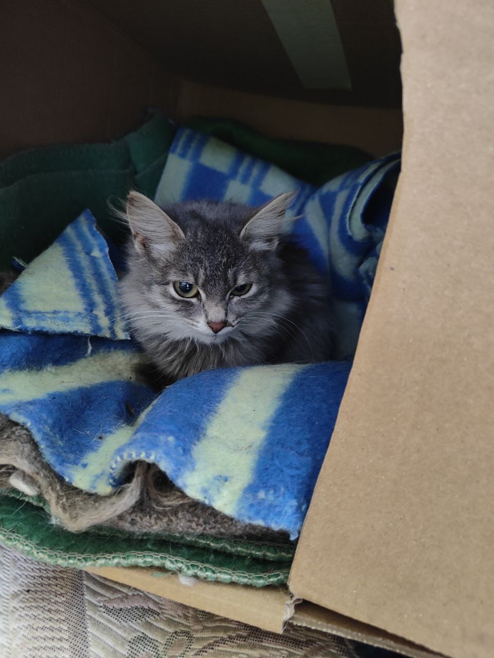 Gray Kitten Alone at the Dacha - In good hands, Homeless animals, Animal Rescue, No rating, cat, Longpost, Kittens