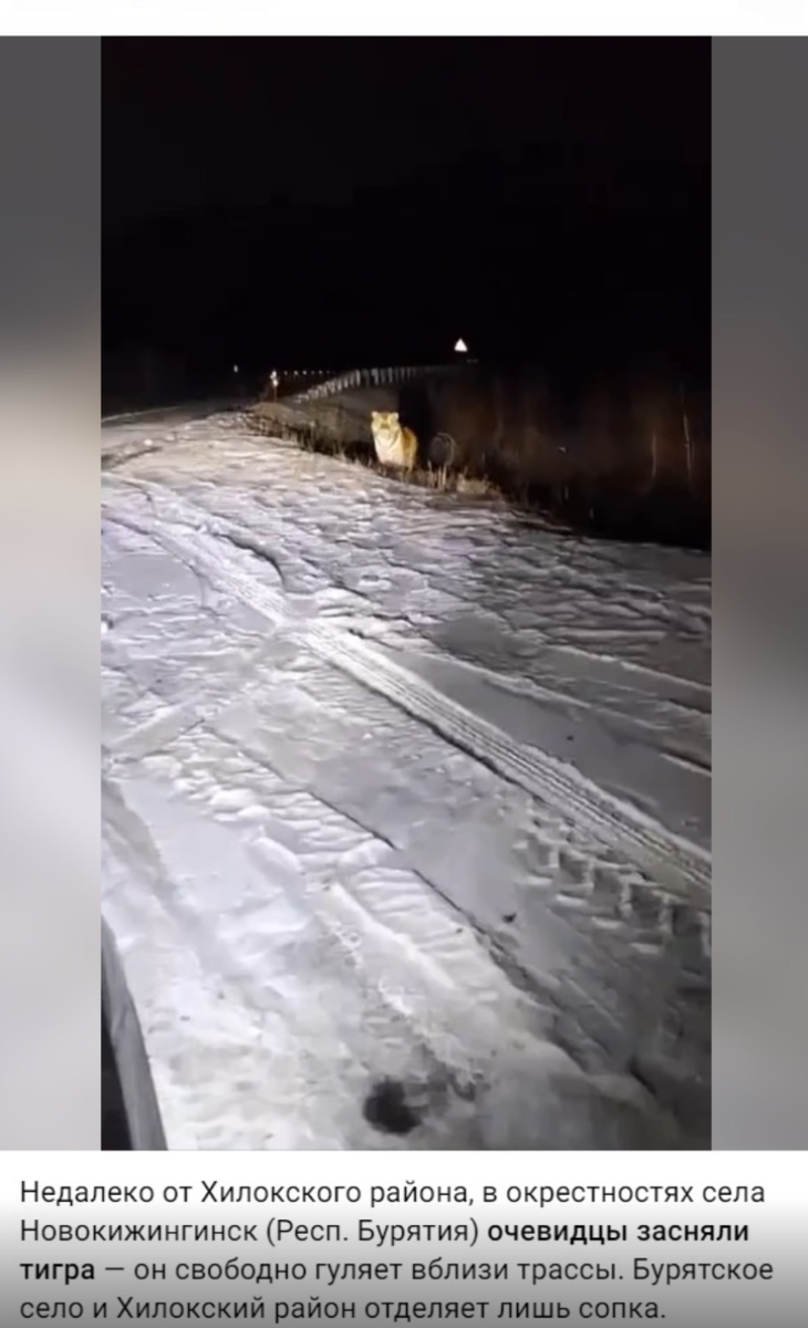 Is it true that a tiger was spotted walking near a highway in Buryatia? - Amur tiger, news, Fake news, Longpost