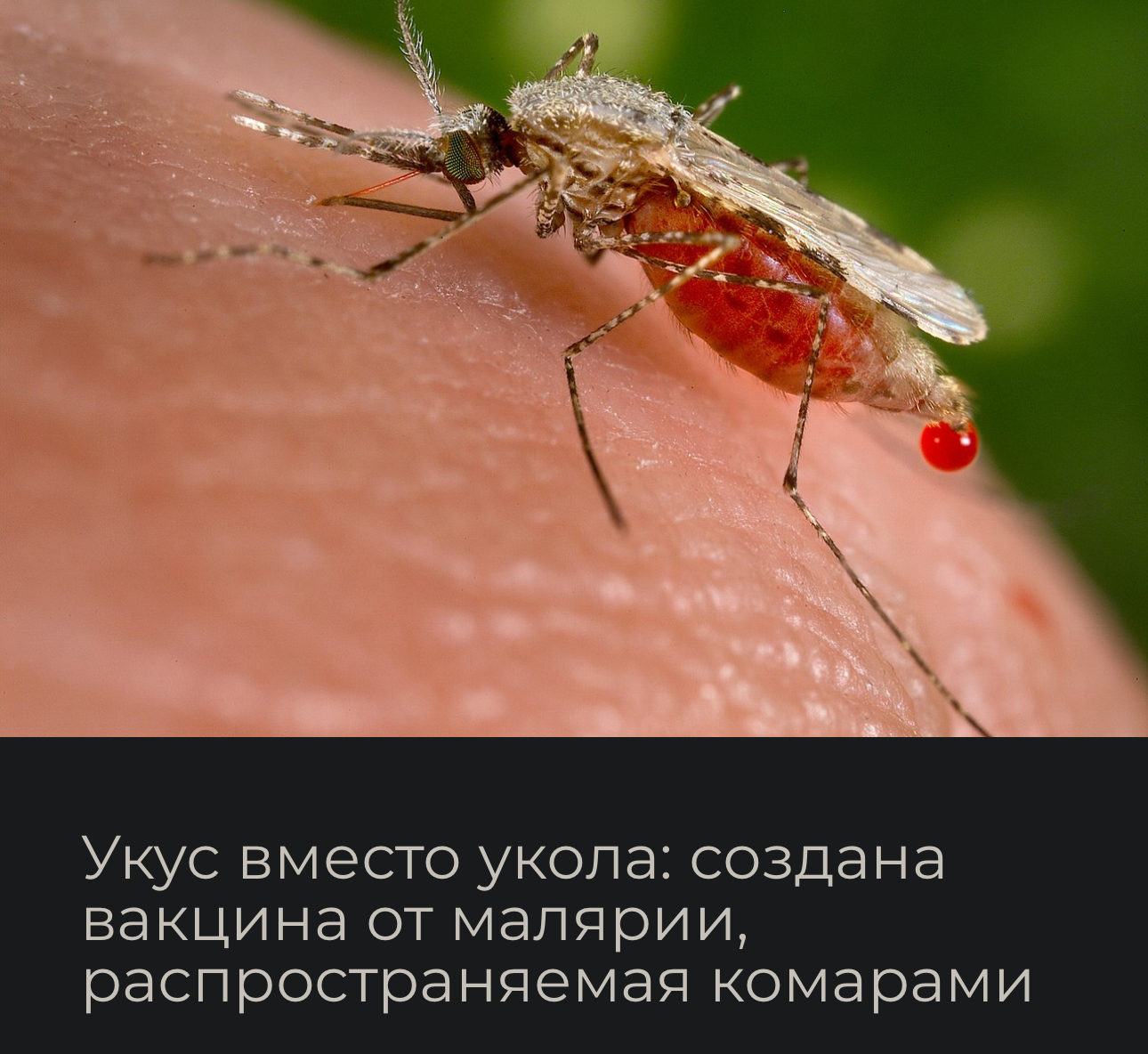 Graft - Malaria, Vaccination, Mosquitoes, Picture with text