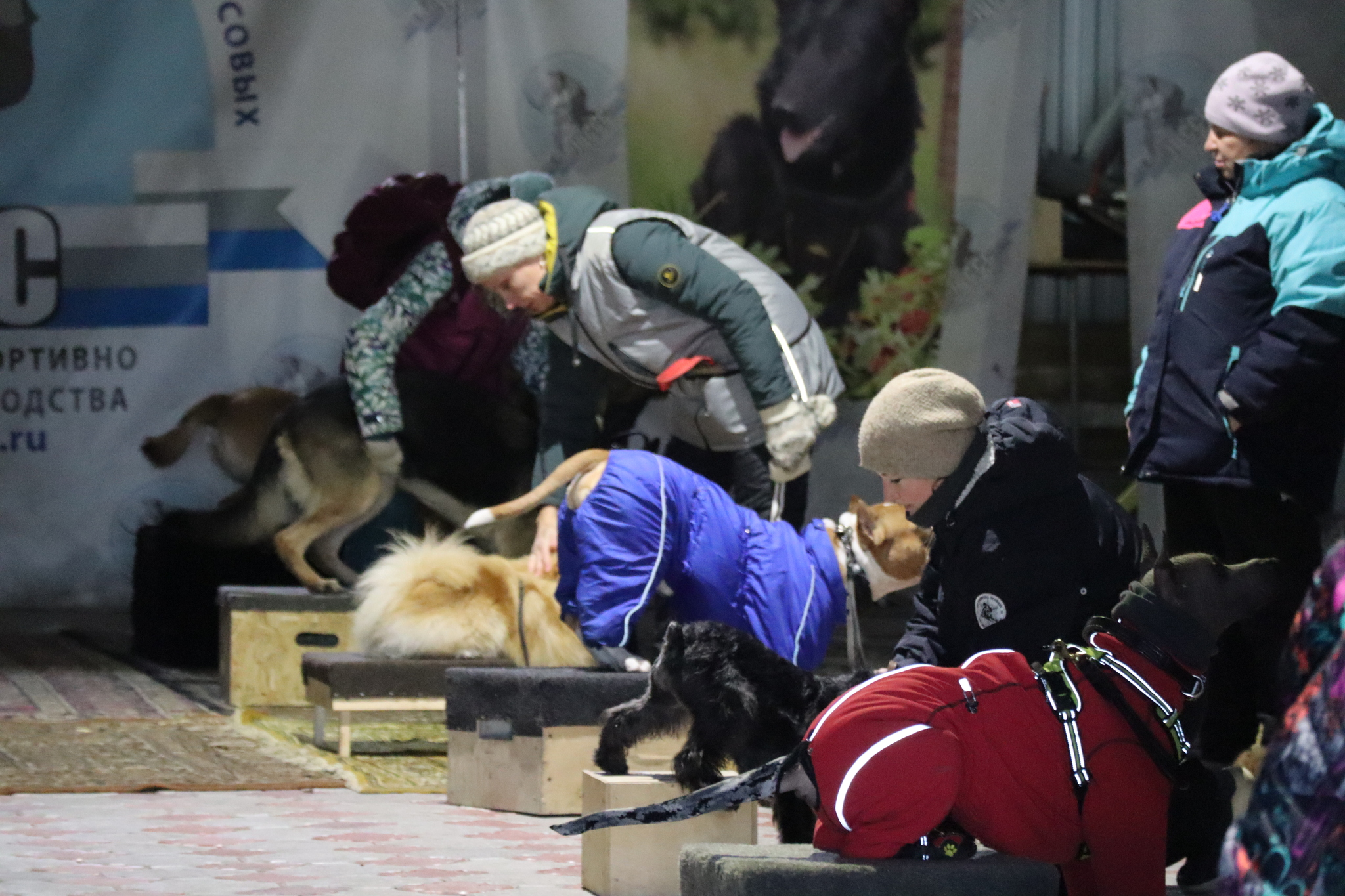 Dog training in Omsk - OCSSSS 11/23/24 - Dog, Puppies, Omsk, Training, Г“Г±Г±Г±, Friend, Care, Kindness, Dog breeding, Friends, Dog lovers, Longpost