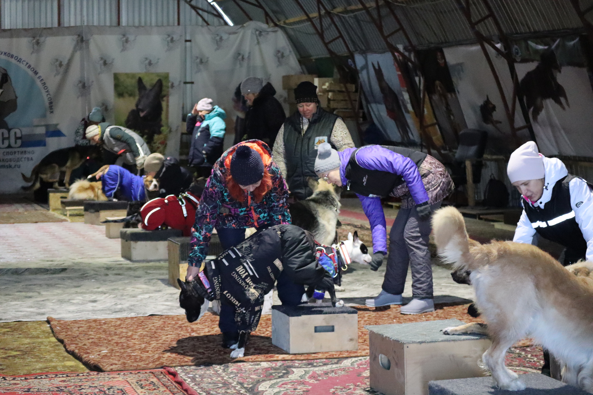 Dog training in Omsk - OCSSSS 11/23/24 - Dog, Puppies, Omsk, Training, Г“Г±Г±Г±, Friend, Care, Kindness, Dog breeding, Friends, Dog lovers, Longpost