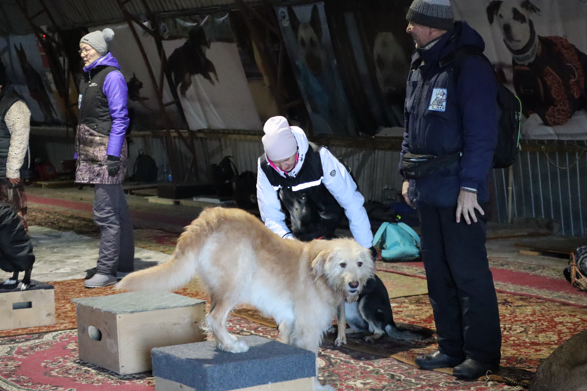 Dog training in Omsk - OCSSSS 11/23/24 - Dog, Puppies, Omsk, Training, Г“Г±Г±Г±, Friend, Care, Kindness, Dog breeding, Friends, Dog lovers, Longpost