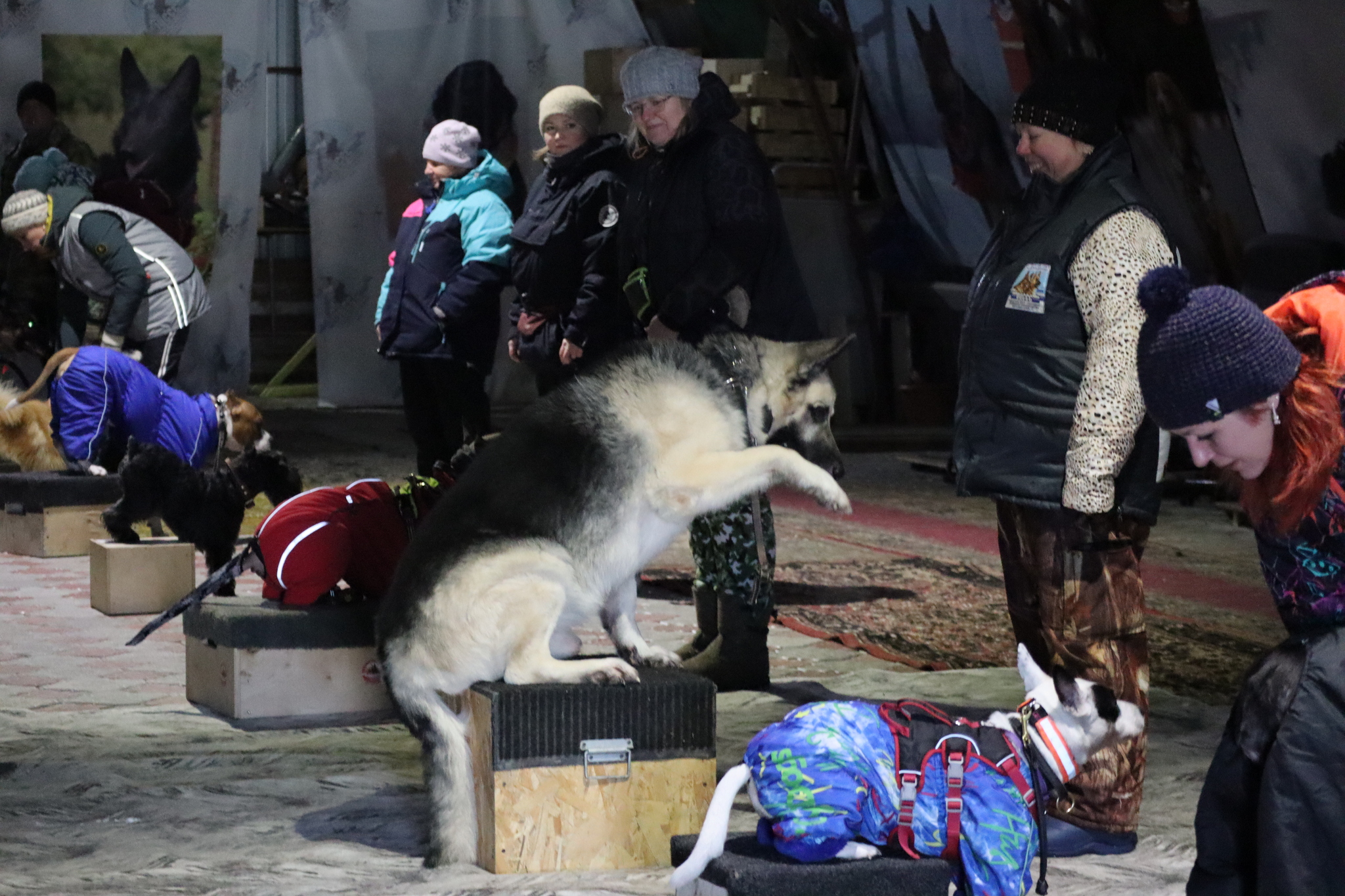 Dog training in Omsk - OCSSSS 11/23/24 - Dog, Puppies, Omsk, Training, Г“Г±Г±Г±, Friend, Care, Kindness, Dog breeding, Friends, Dog lovers, Longpost