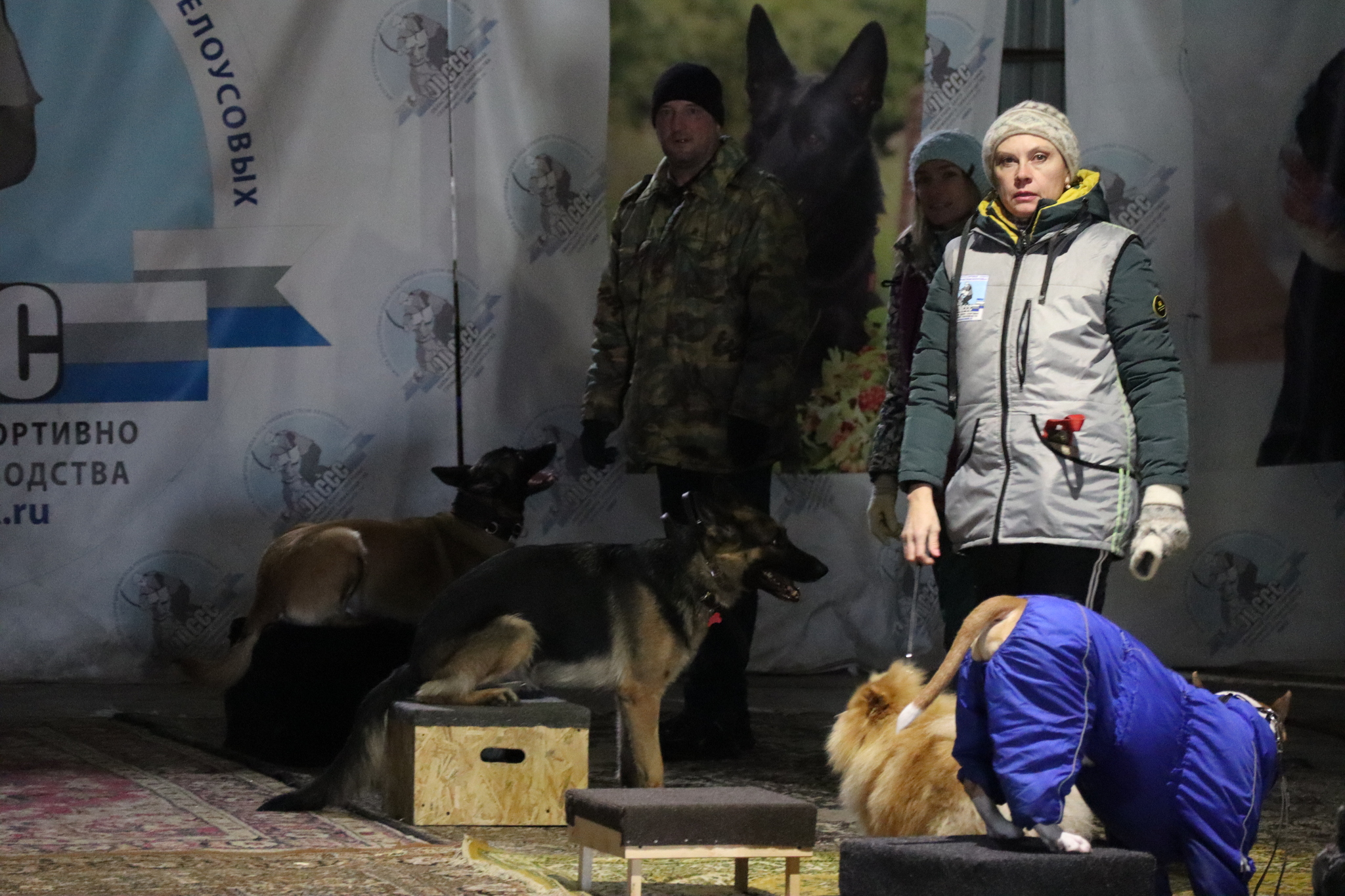 Dog training in Omsk - OCSSSS 11/23/24 - Dog, Puppies, Omsk, Training, Г“Г±Г±Г±, Friend, Care, Kindness, Dog breeding, Friends, Dog lovers, Longpost