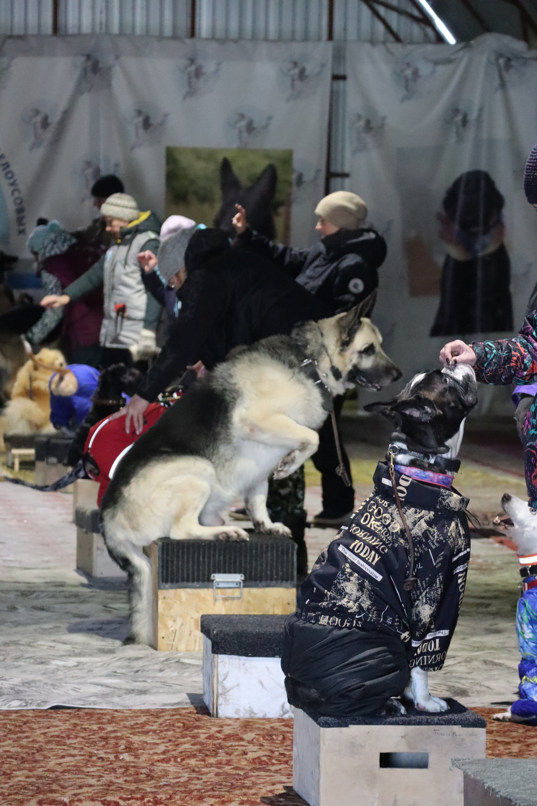 Dog training in Omsk - OCSSSS 11/23/24 - Dog, Puppies, Omsk, Training, Г“Г±Г±Г±, Friend, Care, Kindness, Dog breeding, Friends, Dog lovers, Longpost