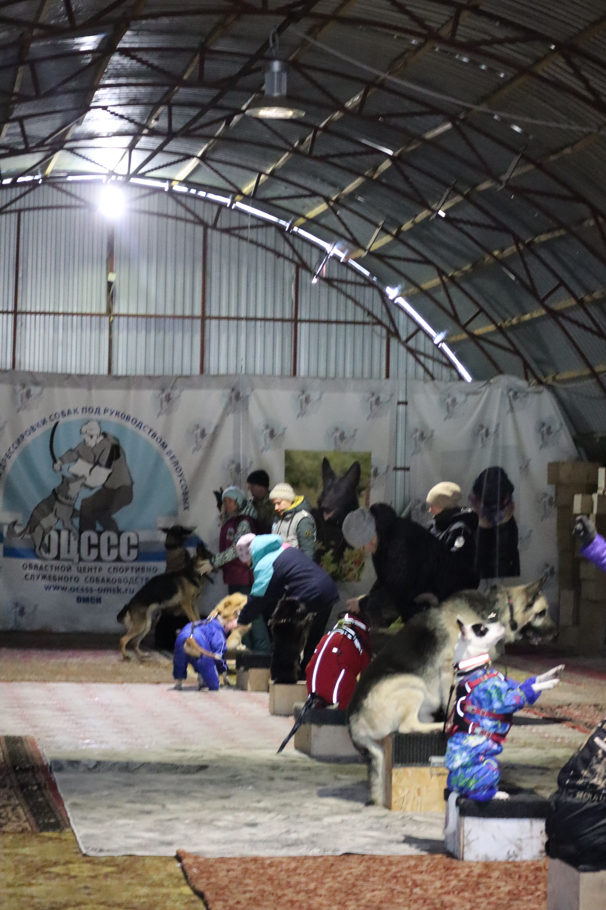 Dog training in Omsk - OCSSSS 11/23/24 - Dog, Puppies, Omsk, Training, Г“Г±Г±Г±, Friend, Care, Kindness, Dog breeding, Friends, Dog lovers, Longpost