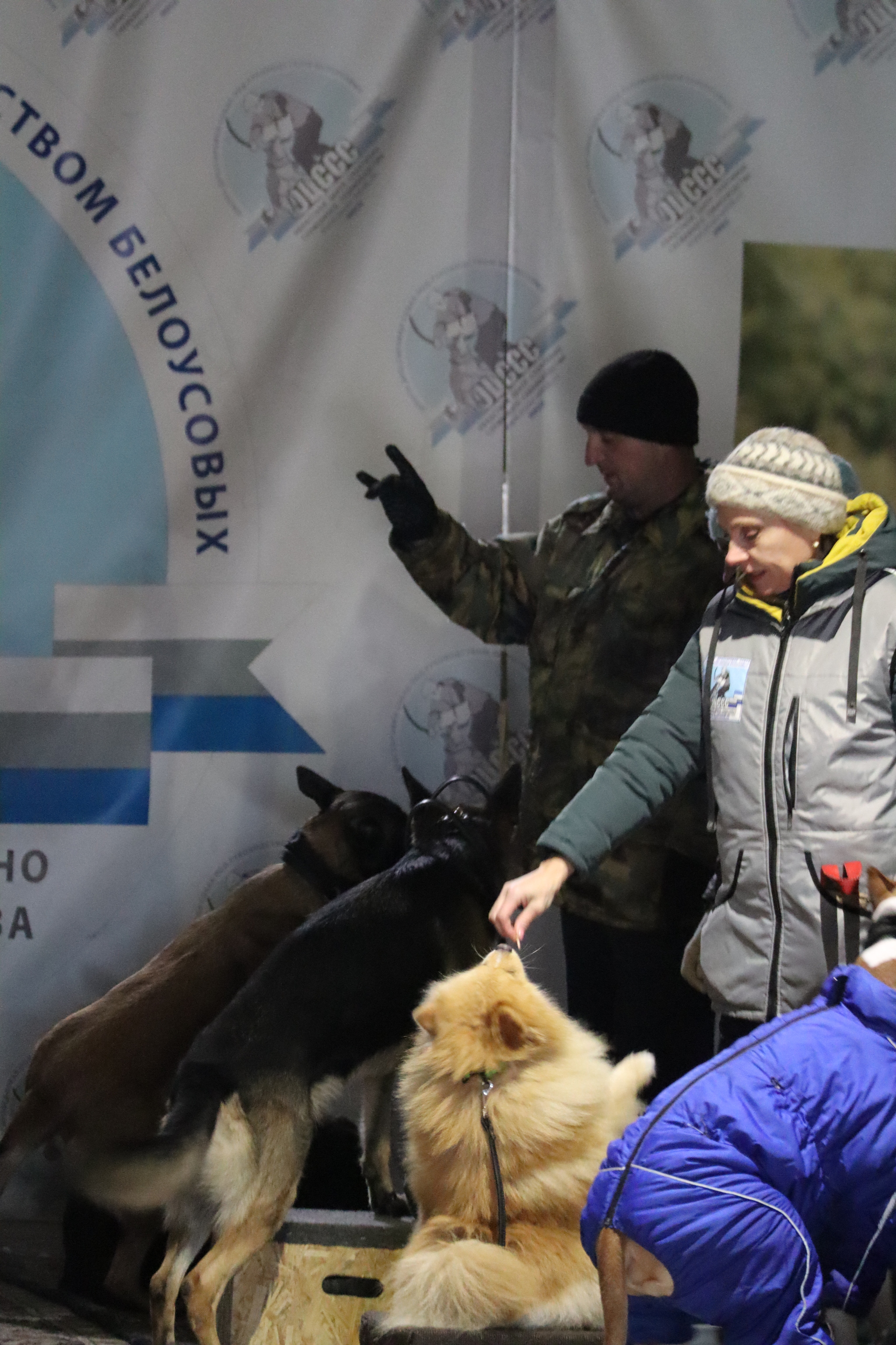 Dog training in Omsk - OCSSSS 11/23/24 - Dog, Puppies, Omsk, Training, Г“Г±Г±Г±, Friend, Care, Kindness, Dog breeding, Friends, Dog lovers, Longpost