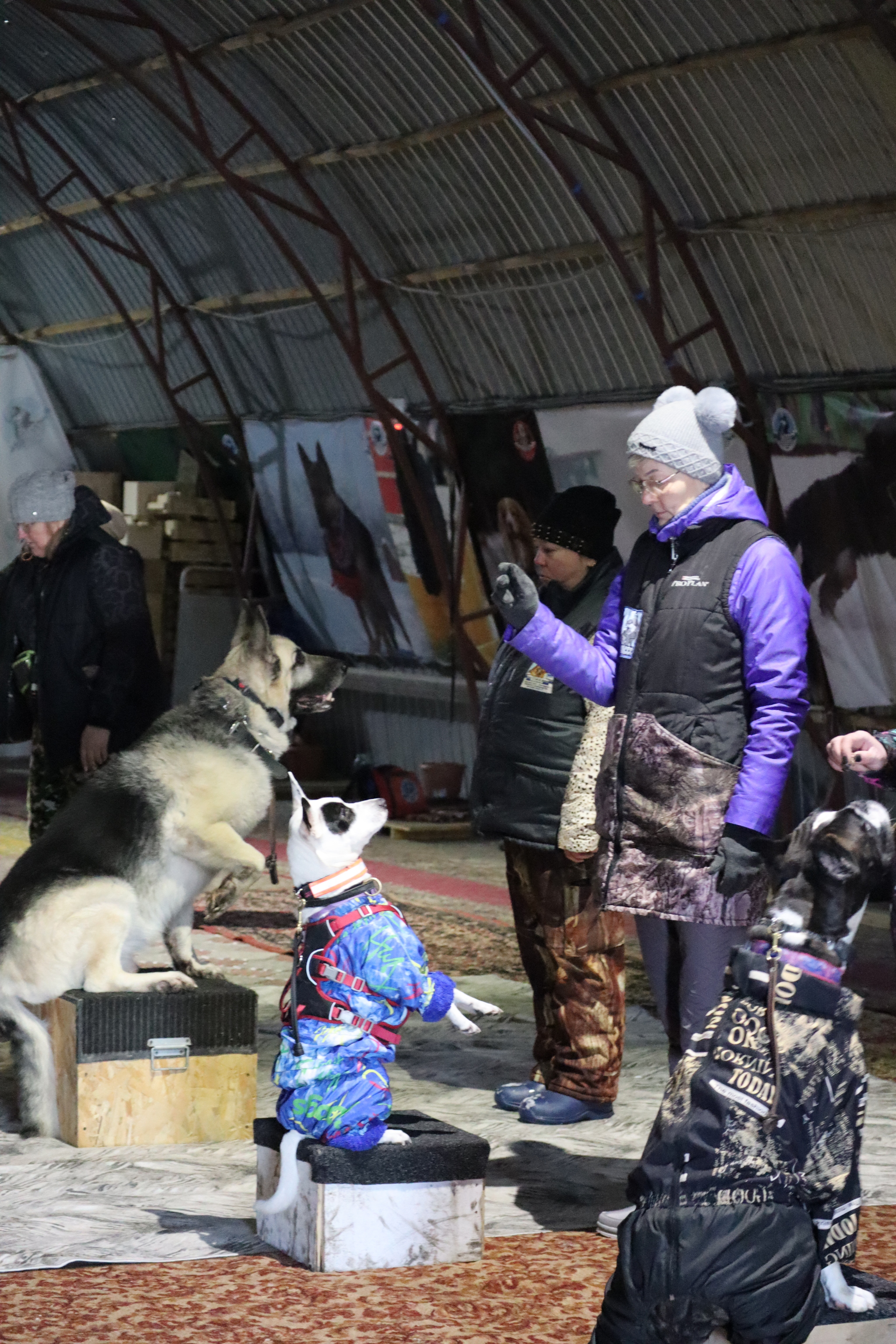 Dog training in Omsk - OCSSSS 11/23/24 - Dog, Puppies, Omsk, Training, Г“Г±Г±Г±, Friend, Care, Kindness, Dog breeding, Friends, Dog lovers, Longpost