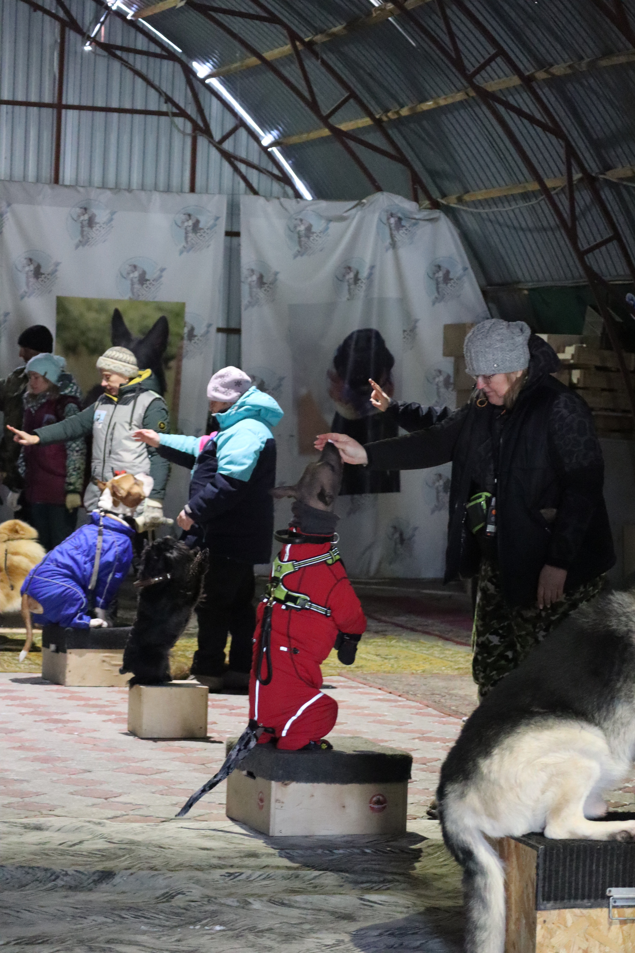 Dog training in Omsk - OCSSSS 11/23/24 - Dog, Puppies, Omsk, Training, Г“Г±Г±Г±, Friend, Care, Kindness, Dog breeding, Friends, Dog lovers, Longpost