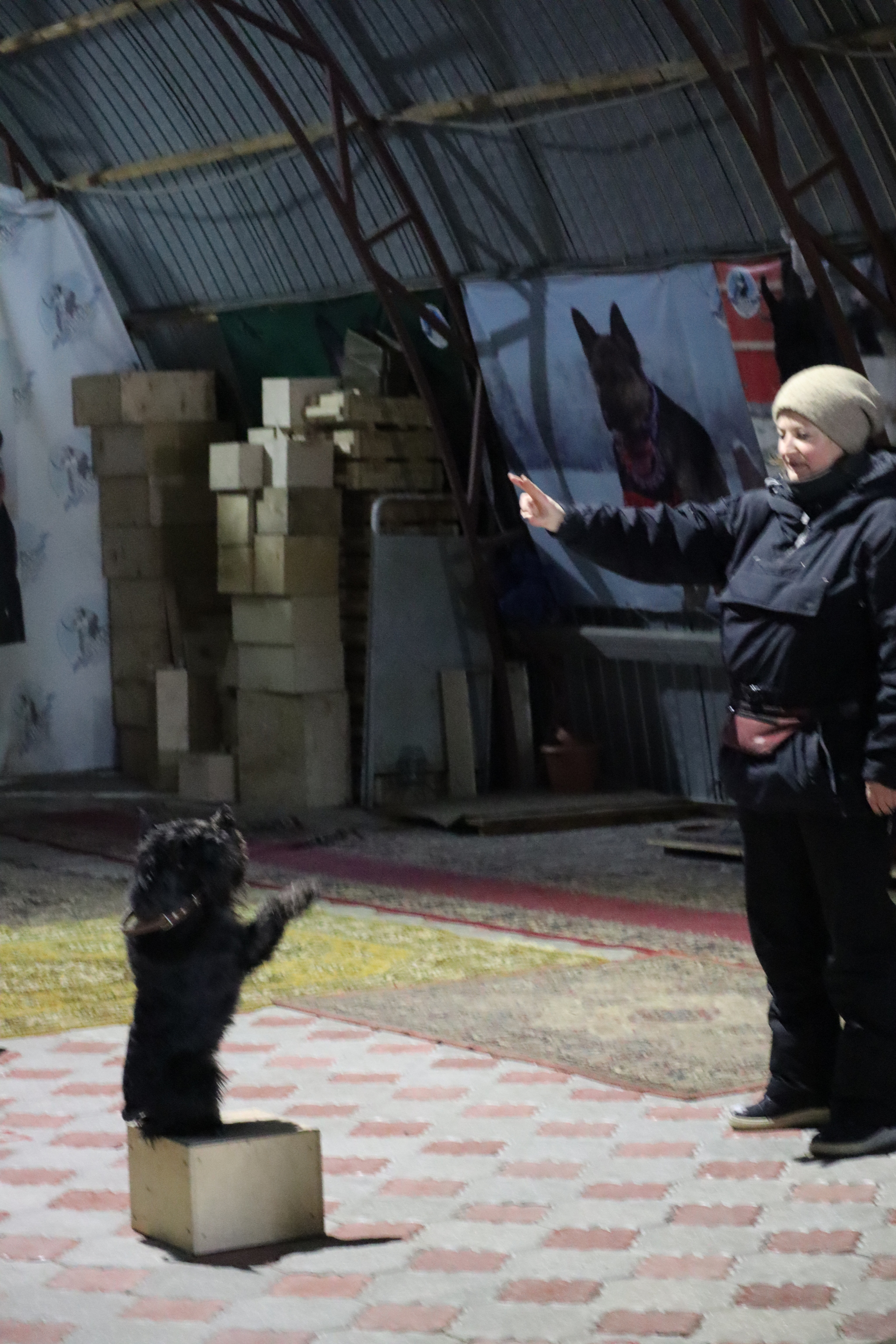 Dog training in Omsk - OCSSSS 11/23/24 - Dog, Puppies, Omsk, Training, Г“Г±Г±Г±, Friend, Care, Kindness, Dog breeding, Friends, Dog lovers, Longpost