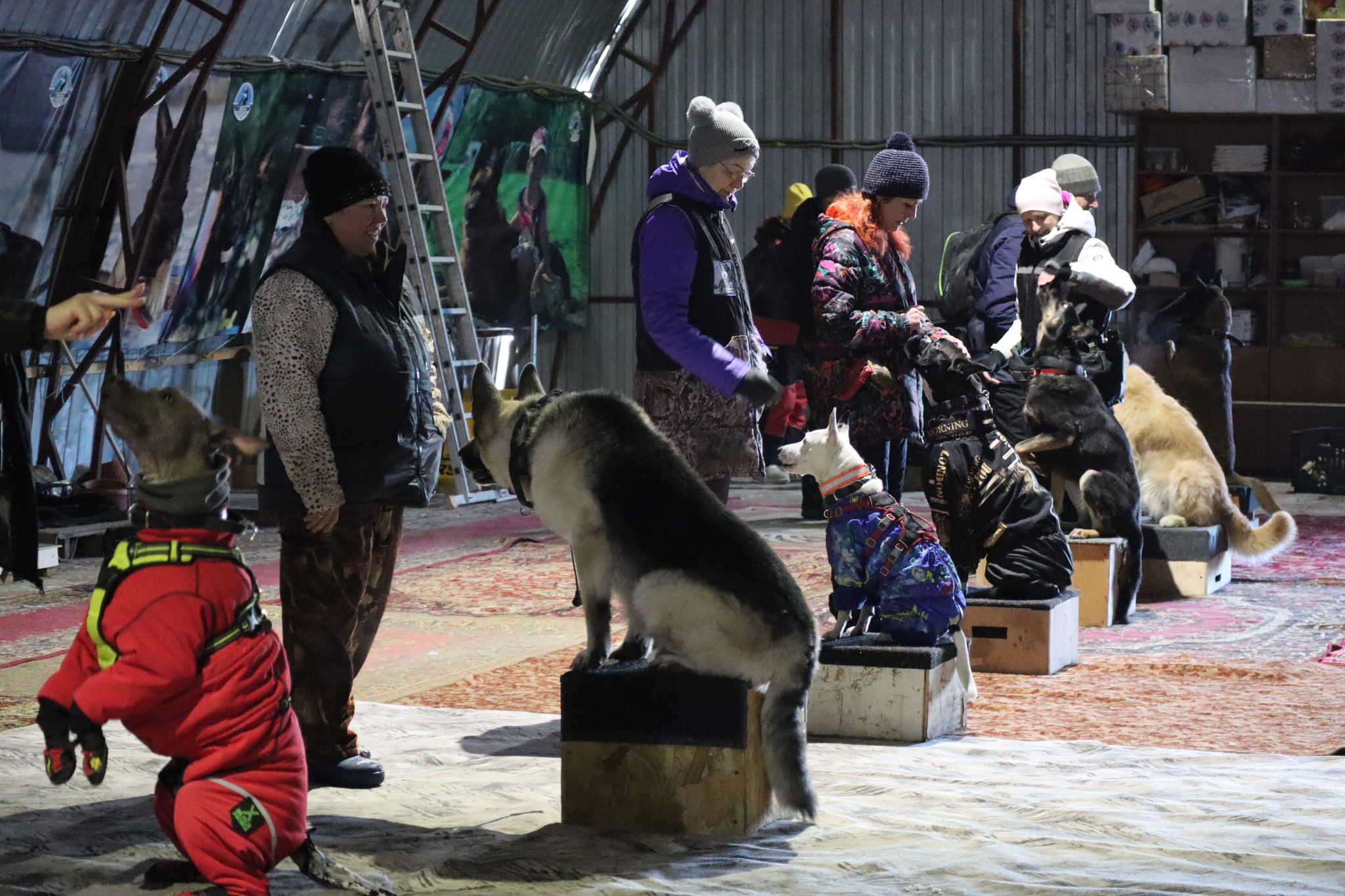 Dog training in Omsk - OCSSSS 11/23/24 - Dog, Puppies, Omsk, Training, Г“Г±Г±Г±, Friend, Care, Kindness, Dog breeding, Friends, Dog lovers, Longpost