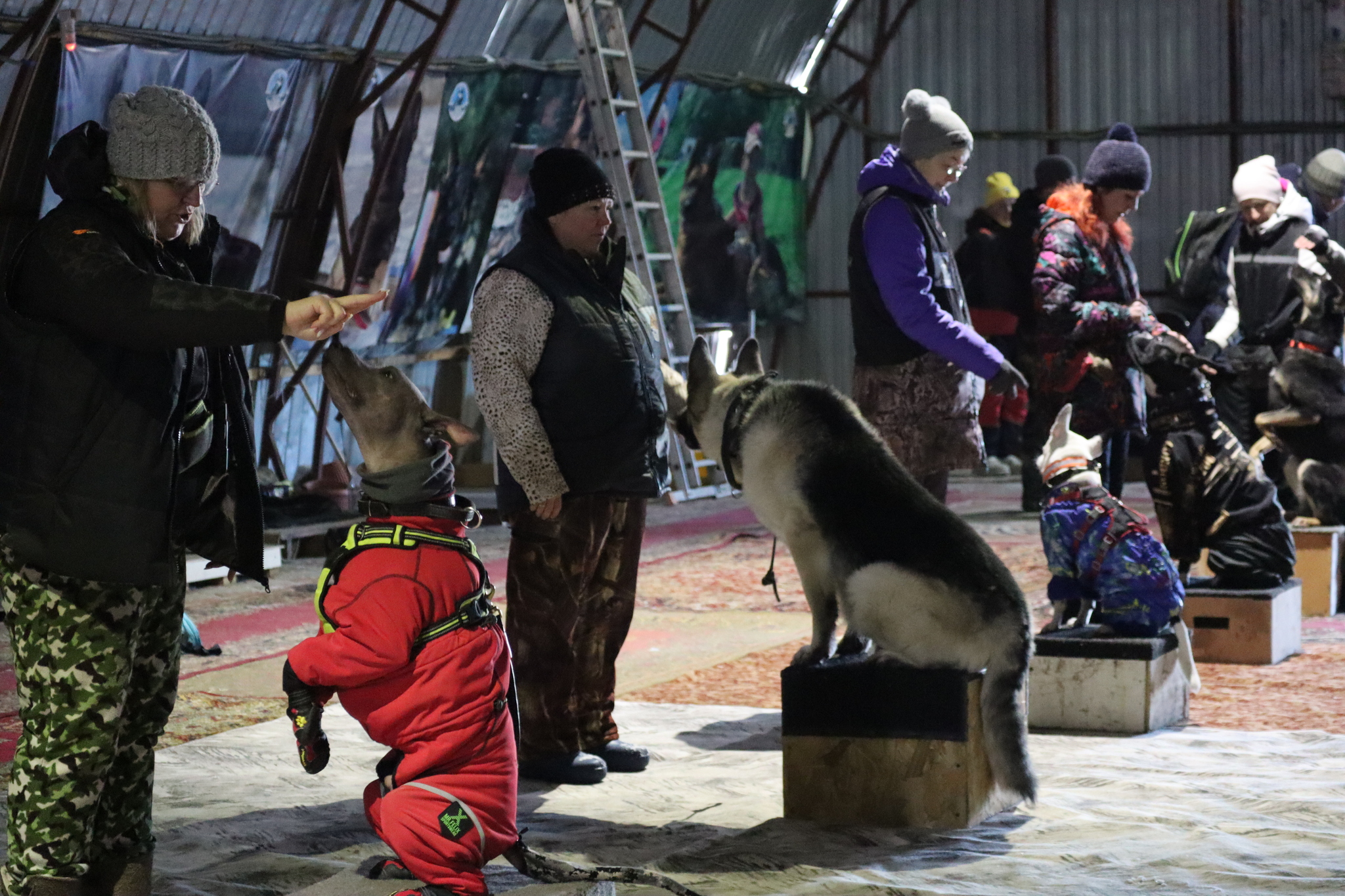 Dog training in Omsk - OCSSSS 11/23/24 - Dog, Puppies, Omsk, Training, Г“Г±Г±Г±, Friend, Care, Kindness, Dog breeding, Friends, Dog lovers, Longpost