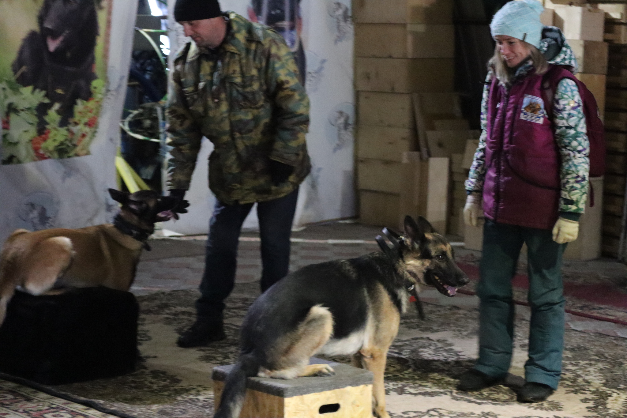 Dog training in Omsk - OCSSSS 11/23/24 - Dog, Puppies, Omsk, Training, Г“Г±Г±Г±, Friend, Care, Kindness, Dog breeding, Friends, Dog lovers, Longpost