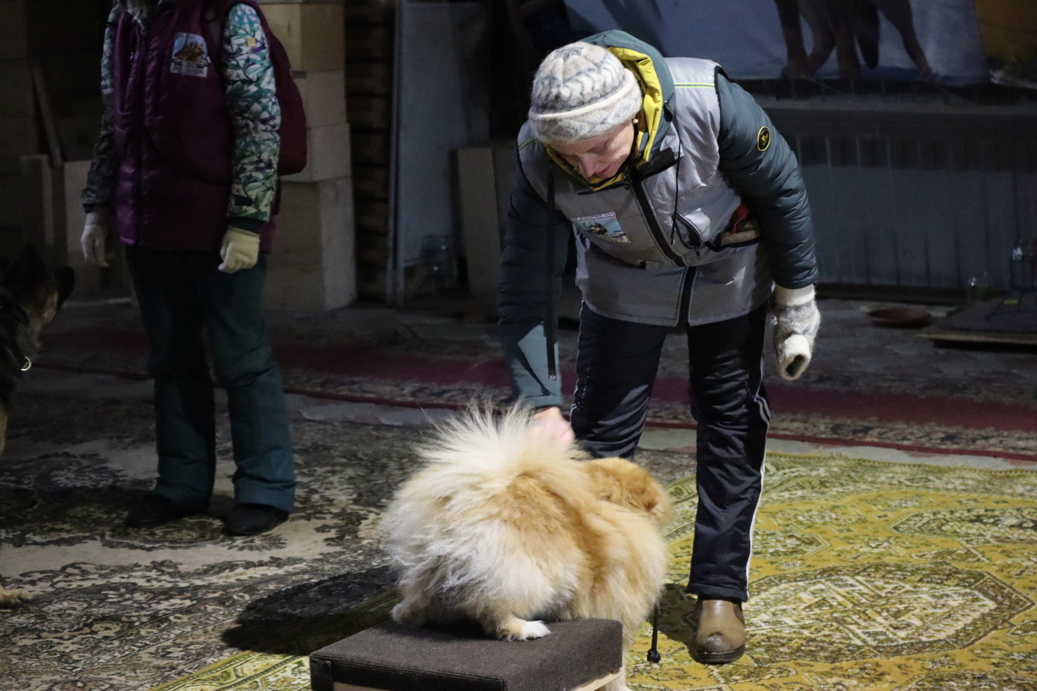 Dog training in Omsk - OCSSSS 11/23/24 - Dog, Puppies, Omsk, Training, Г“Г±Г±Г±, Friend, Care, Kindness, Dog breeding, Friends, Dog lovers, Longpost