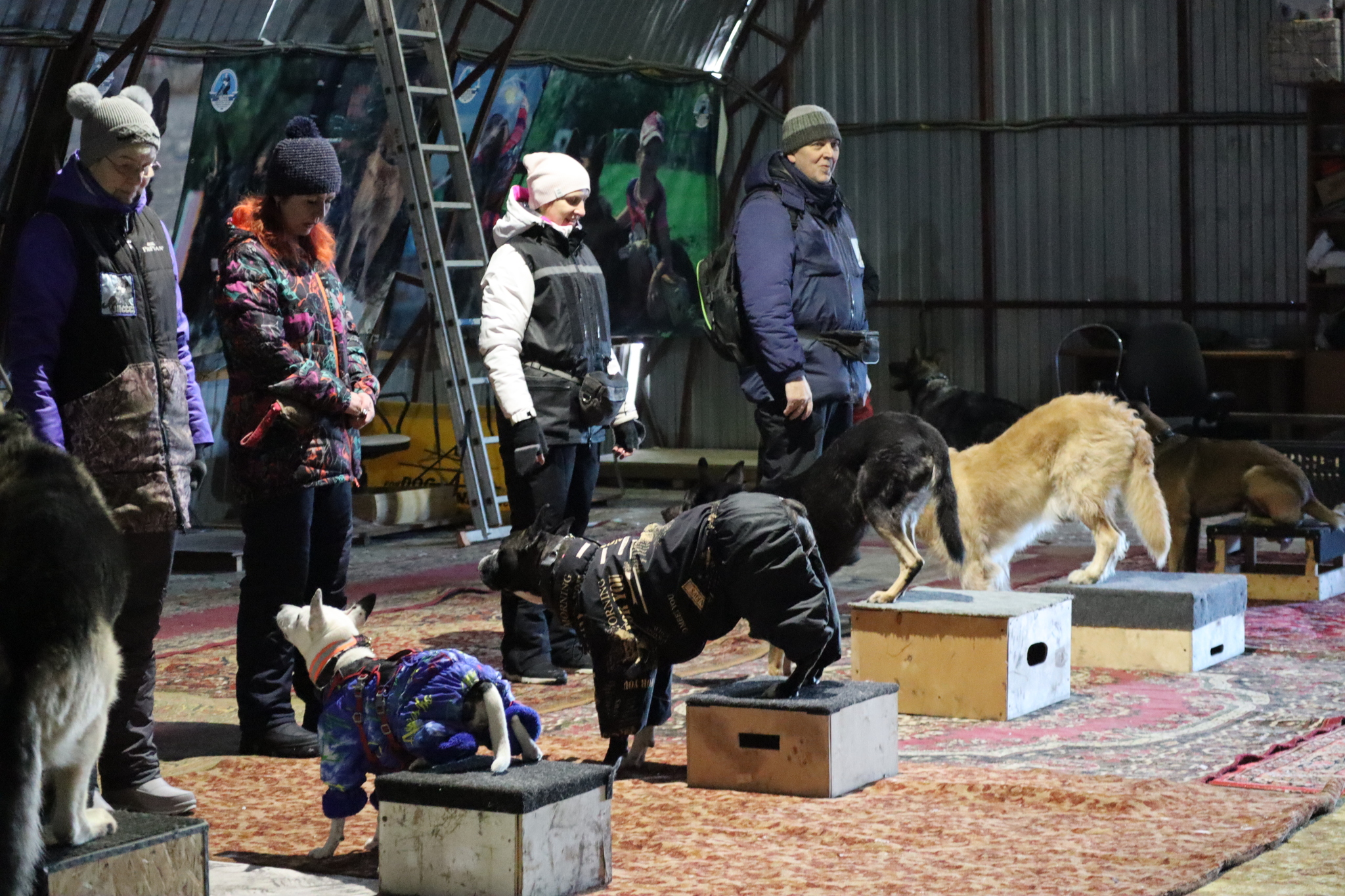 Dog training in Omsk - OCSSSS 11/23/24 - Dog, Puppies, Omsk, Training, Г“Г±Г±Г±, Friend, Care, Kindness, Dog breeding, Friends, Dog lovers, Longpost