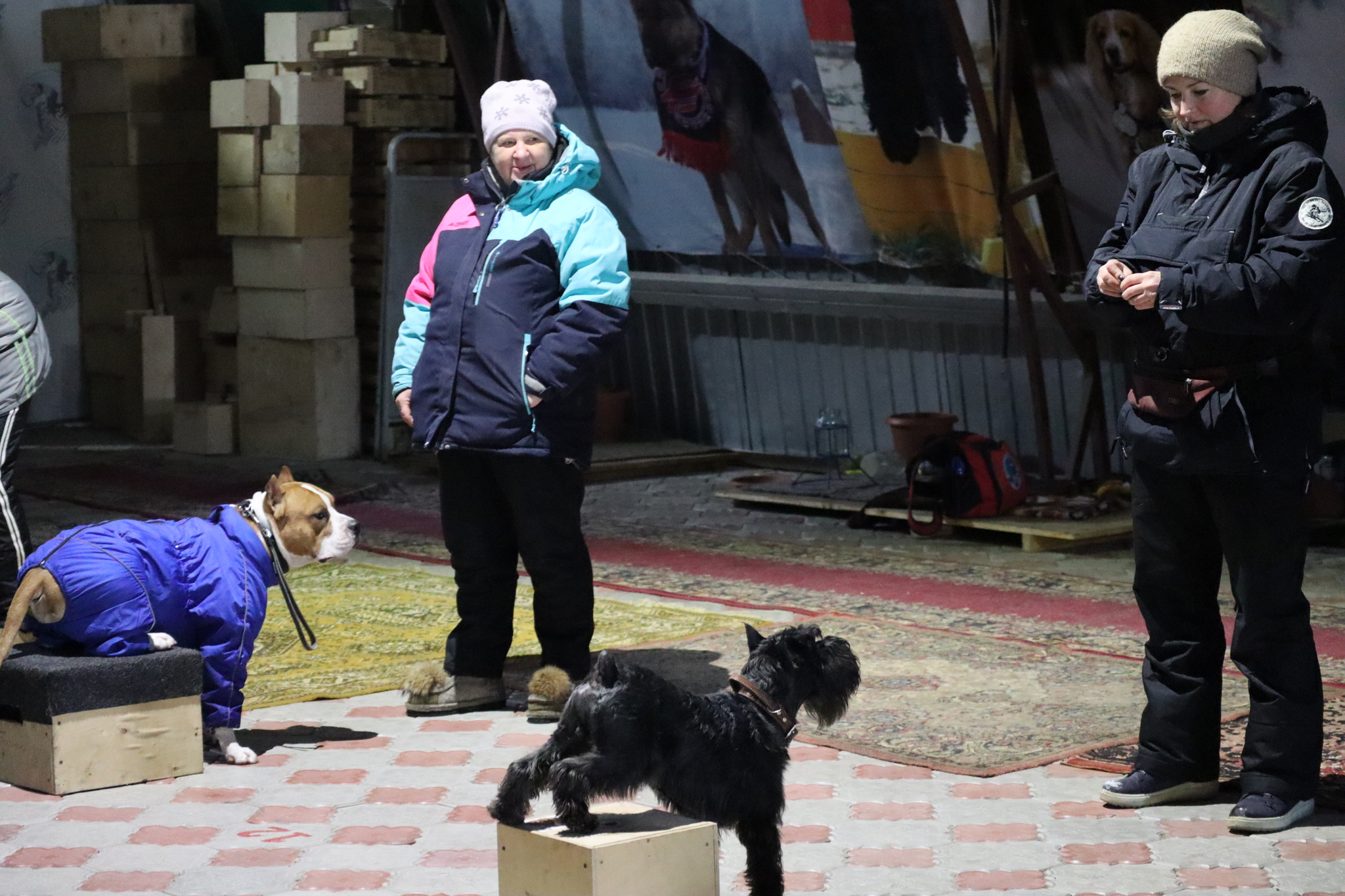 Dog training in Omsk - OCSSSS 11/23/24 - Dog, Puppies, Omsk, Training, Г“Г±Г±Г±, Friend, Care, Kindness, Dog breeding, Friends, Dog lovers, Longpost