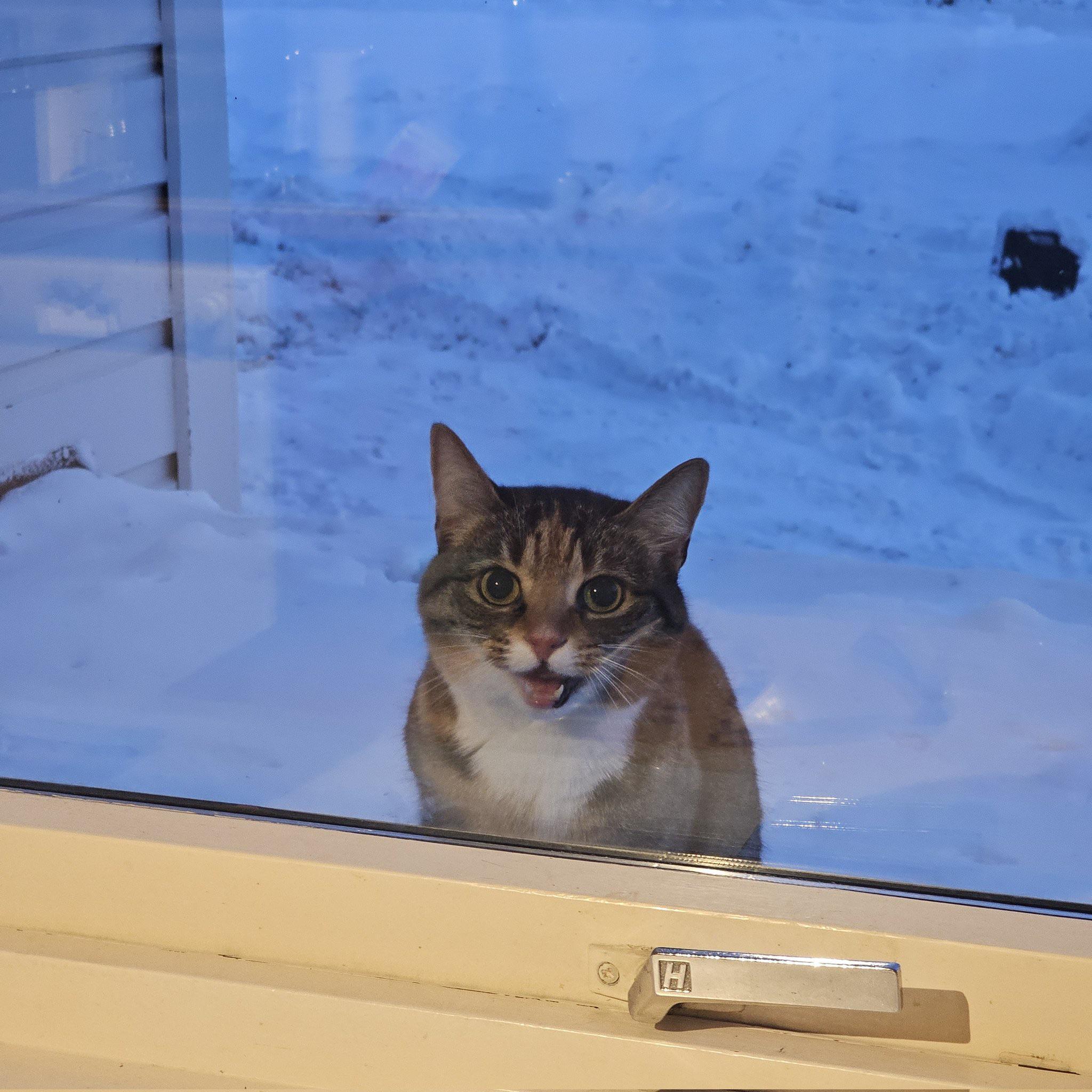 Well done, Sanya! - cat, Memes, Cold, Sanya Open, Outside the window, The photo