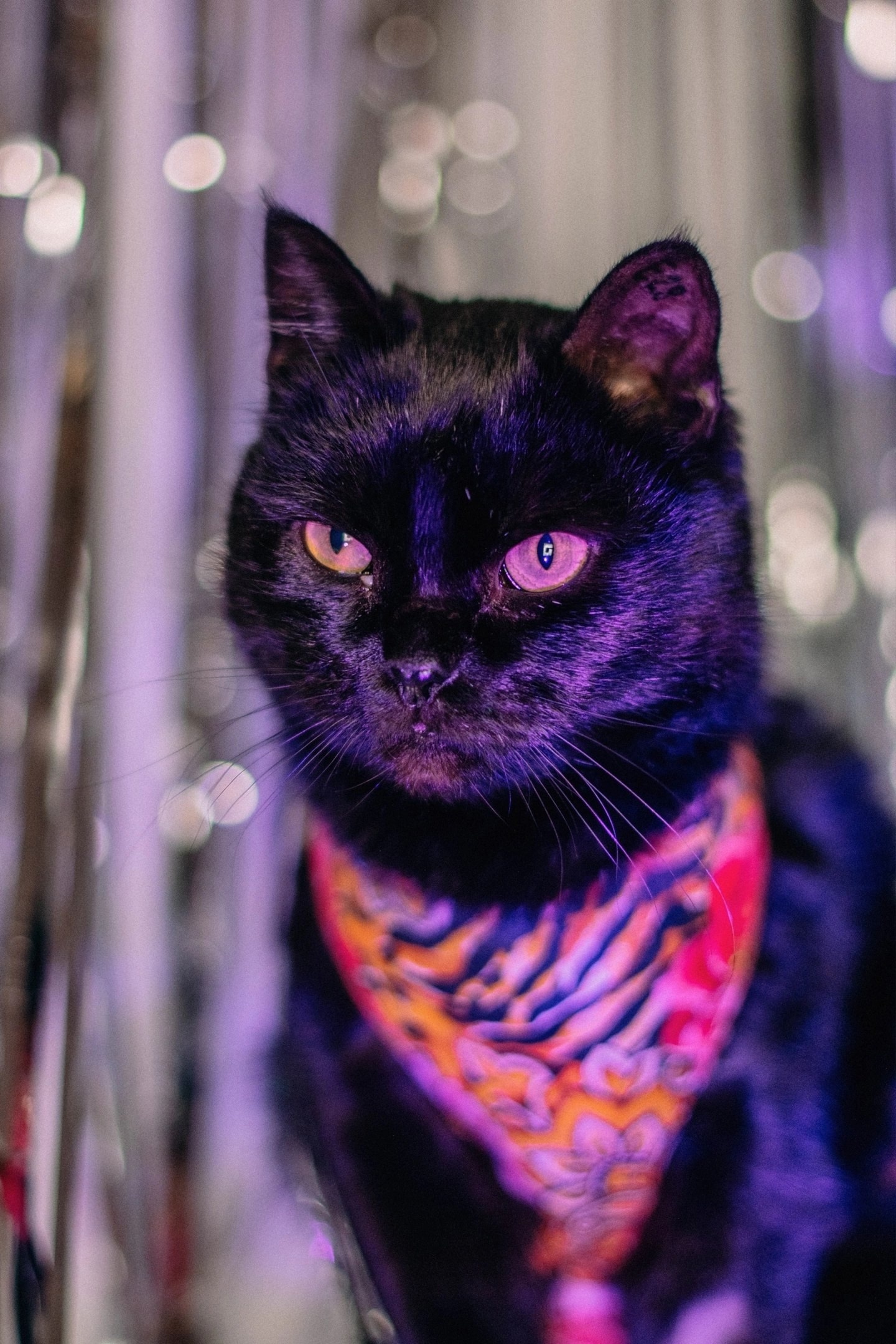 Charming Smart Cat Bagheera Is Looking For A Home - Homeless animals, In good hands, cat, No rating, Saransk, Moscow, Good league, Helping animals, Video, Vertical video, VKontakte (link), Longpost