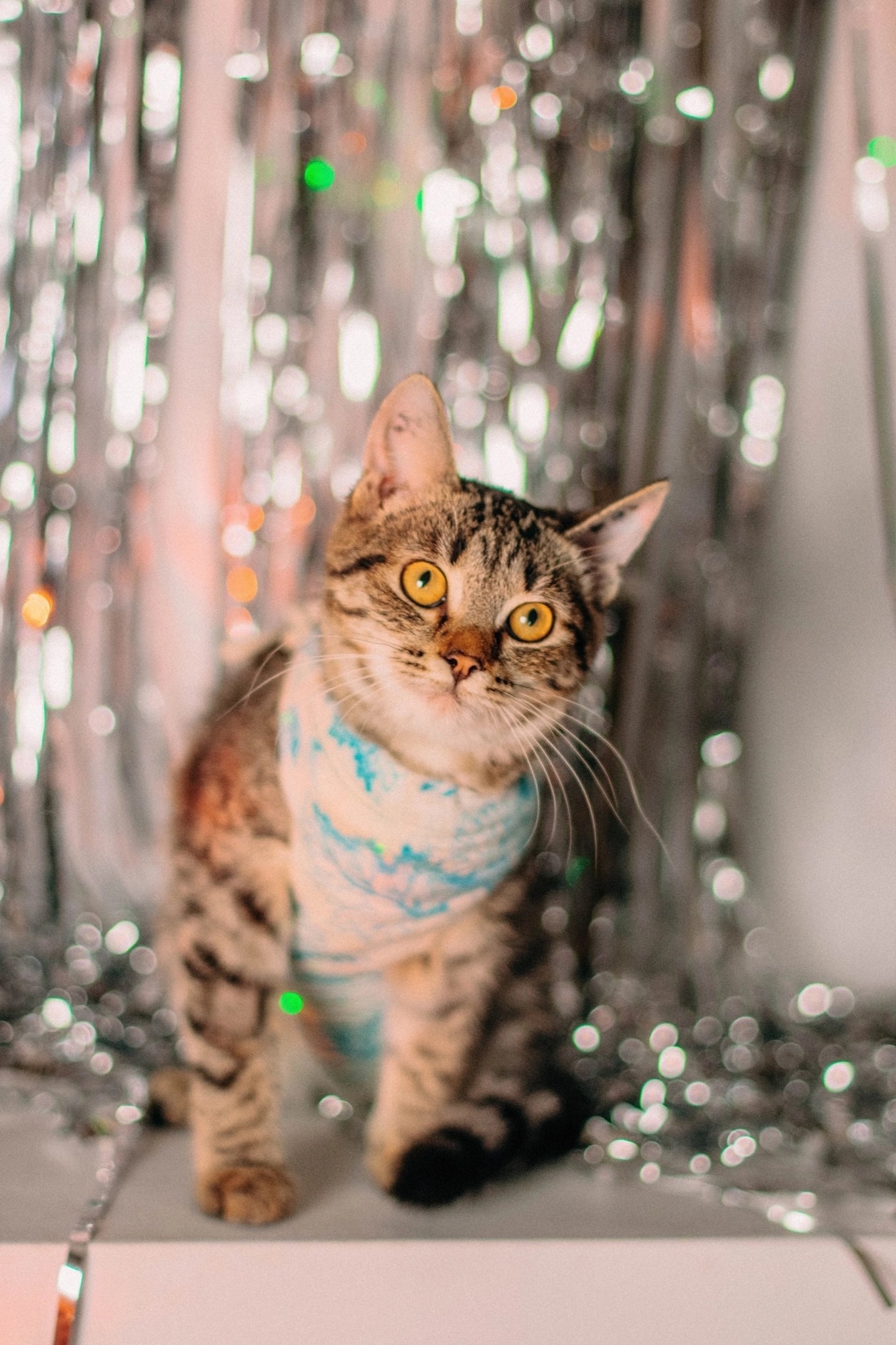 Kitty Tigre needs a miracle - a home! - In good hands, Homeless animals, Good league, cat, No rating, Saransk, Moscow, Helping animals, Volunteering, Video, Vertical video, VKontakte (link), Longpost