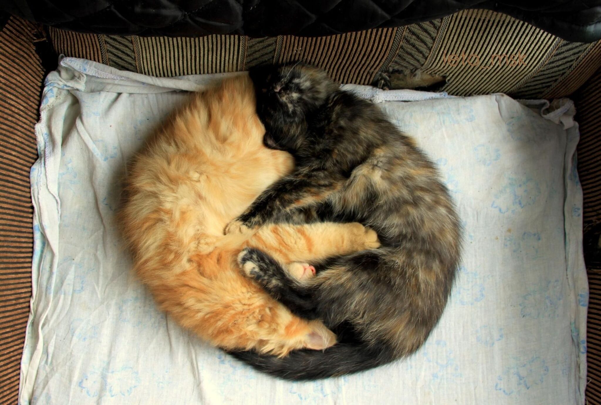 Cat Yin and Yang - cat, Yin Yang