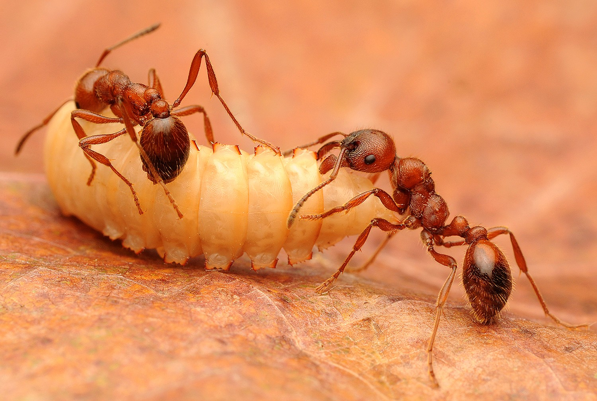 How Ants Hunt - Ants, Insects, Ecosystem, Tropics, Evolution, Facts, Yandex Zen (link), Longpost