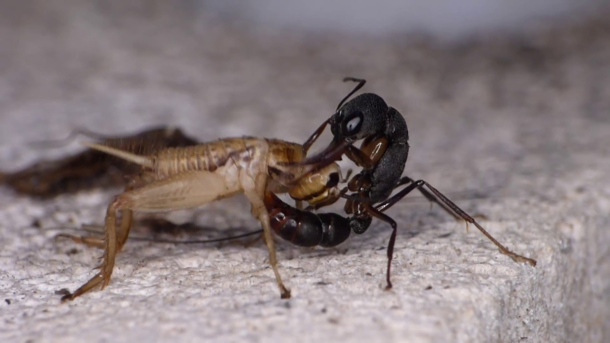 How Ants Hunt - Ants, Insects, Ecosystem, Tropics, Evolution, Facts, Yandex Zen (link), Longpost