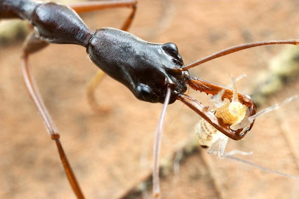 How Ants Hunt - Ants, Insects, Ecosystem, Tropics, Evolution, Facts, Yandex Zen (link), Longpost