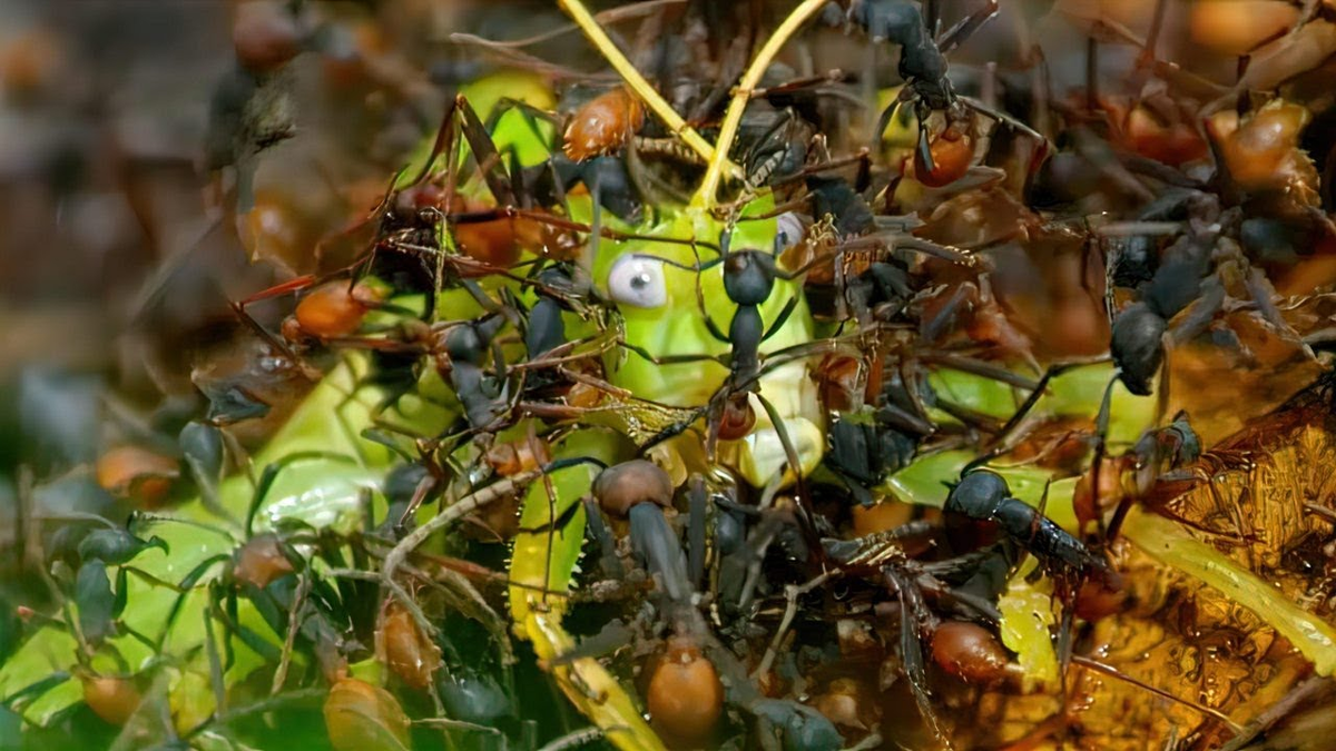 How Ants Hunt - Ants, Insects, Ecosystem, Tropics, Evolution, Facts, Yandex Zen (link), Longpost