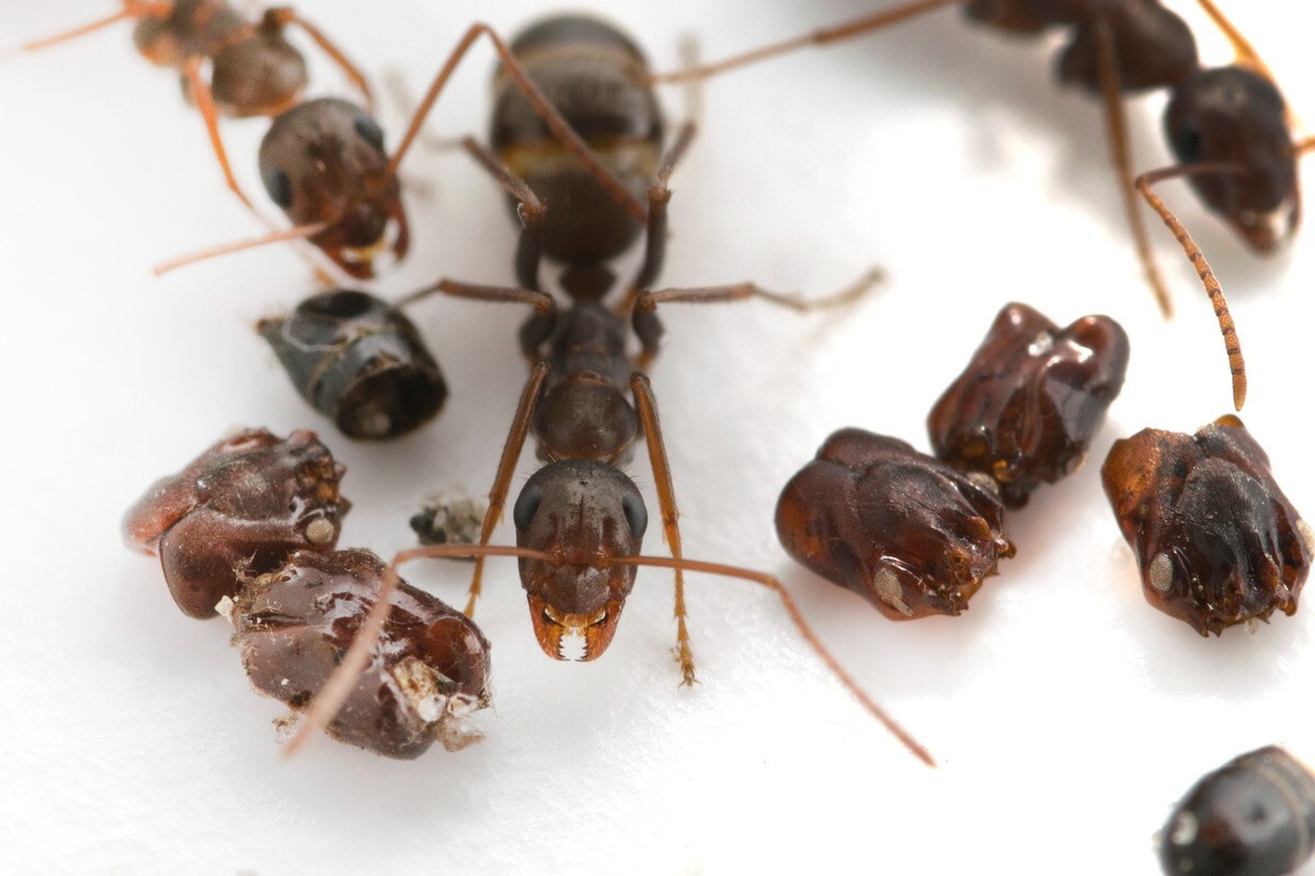 How Ants Hunt - Ants, Insects, Ecosystem, Tropics, Evolution, Facts, Yandex Zen (link), Longpost