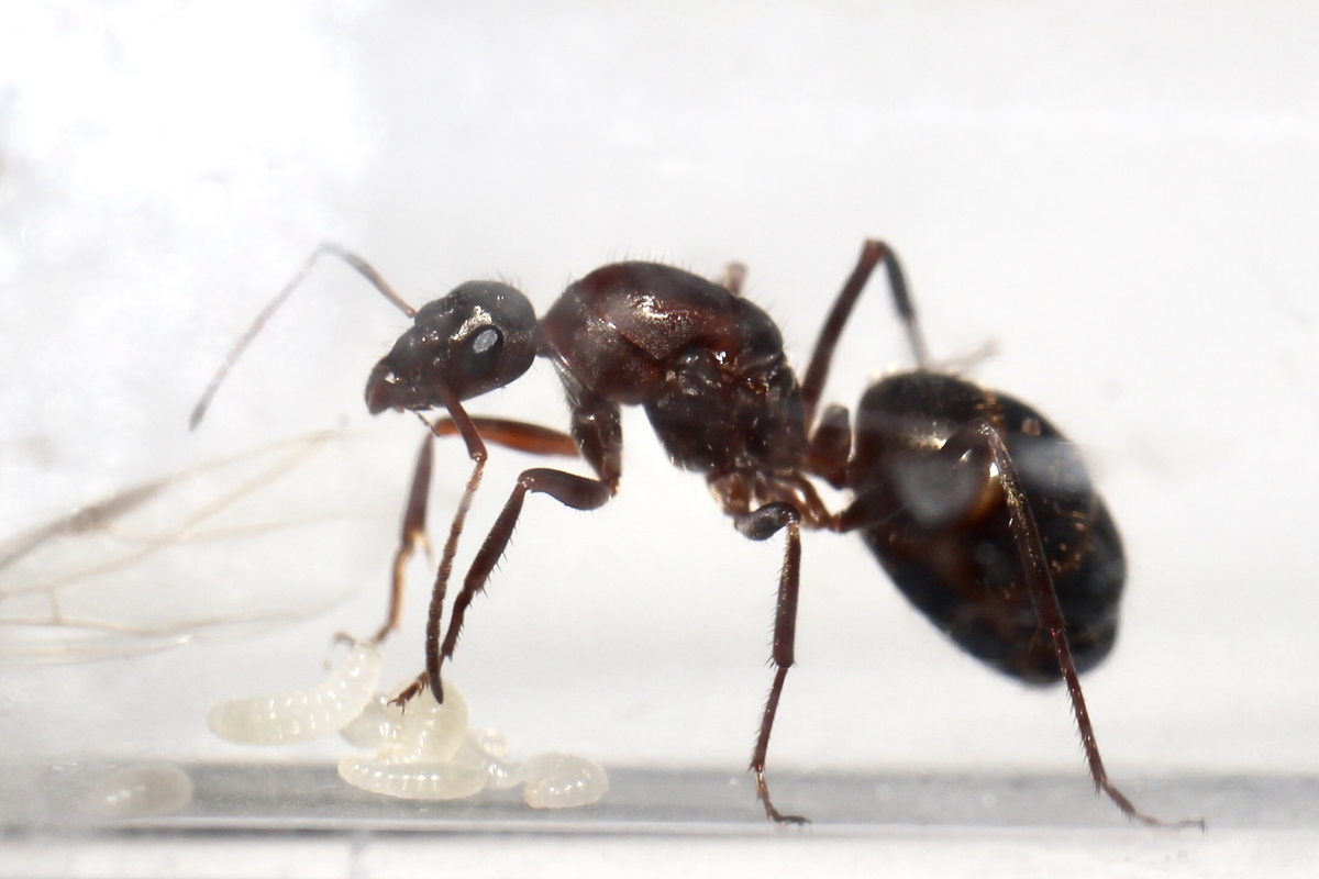 How Ants Hunt - Ants, Insects, Ecosystem, Tropics, Evolution, Facts, Yandex Zen (link), Longpost