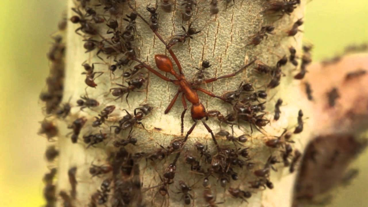 How Ants Hunt - Ants, Insects, Ecosystem, Tropics, Evolution, Facts, Yandex Zen (link), Longpost