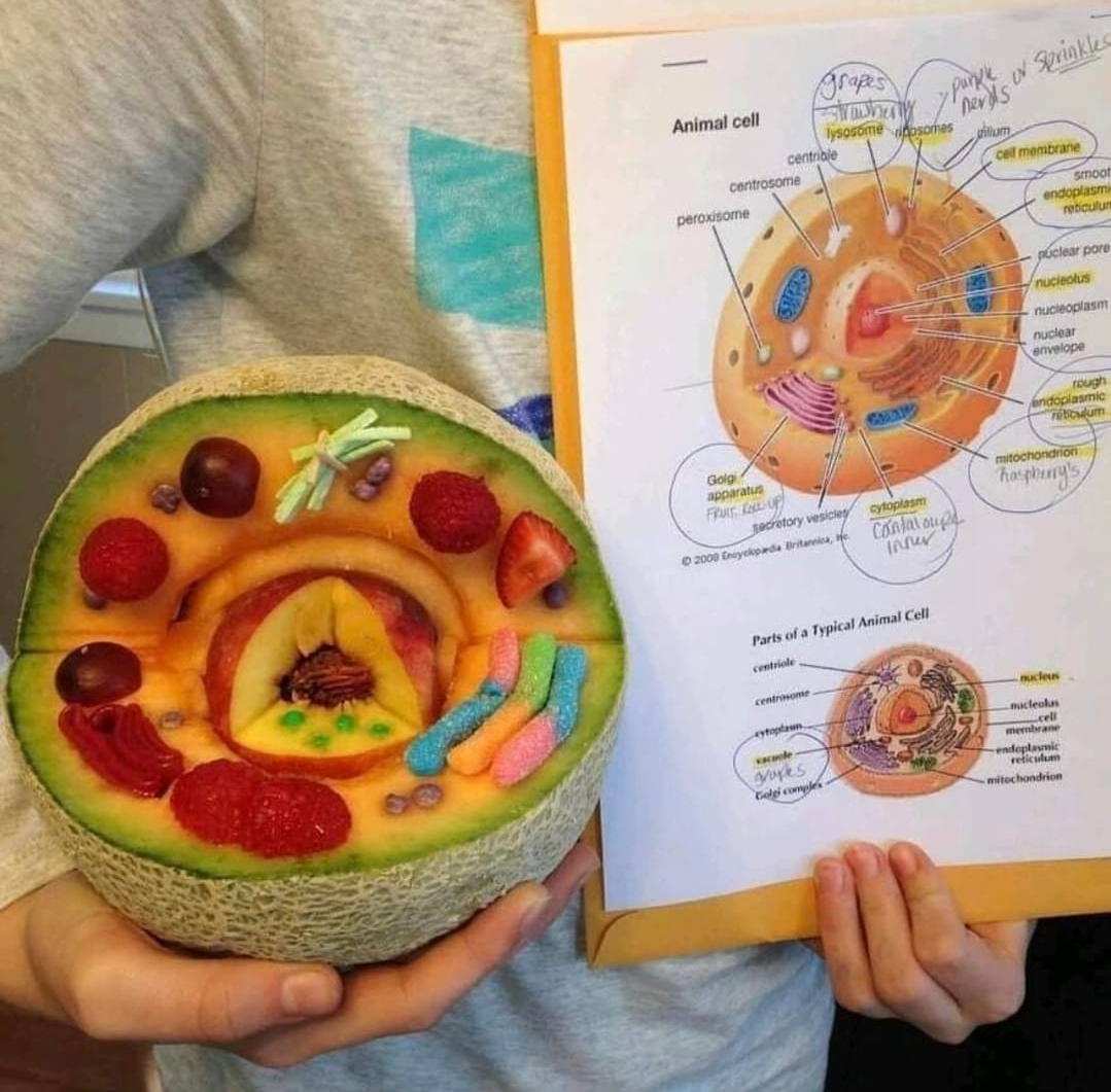 The teachers have gone completely wild with these crafts - Crafts, Homework, Living cell, The photo, Фрукты