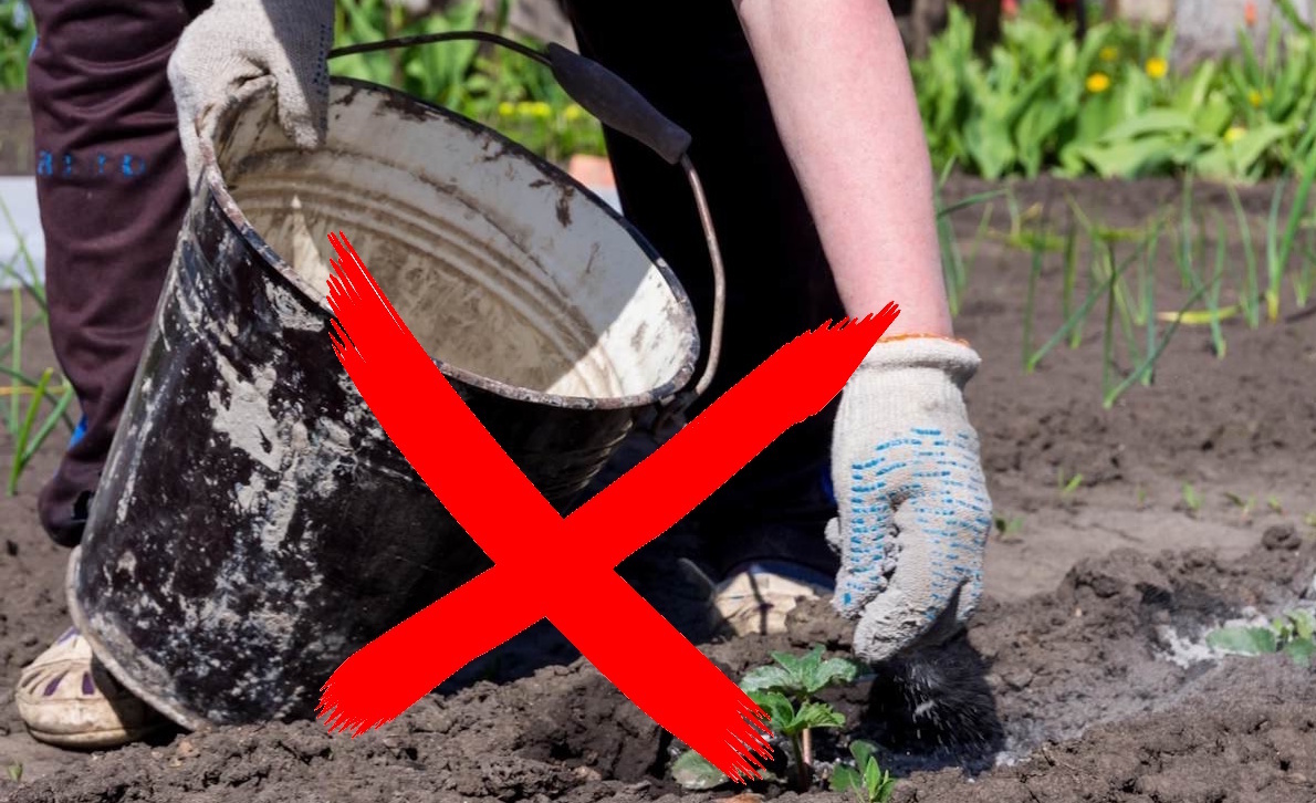 A Mistake That Leaves Many Without a Harvest. Don't Apply Ash to These Crops - Potato, Growing, Garden, Garden, Dacha, Flower bed, Garden beds, House, Useful sites, Gardening, Summer residents, Telegram (link), Longpost