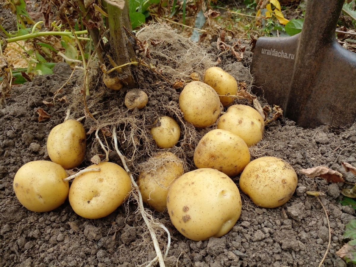 A Mistake That Leaves Many Without a Harvest. Don't Apply Ash to These Crops - Potato, Growing, Garden, Garden, Dacha, Flower bed, Garden beds, House, Useful sites, Gardening, Summer residents, Telegram (link), Longpost