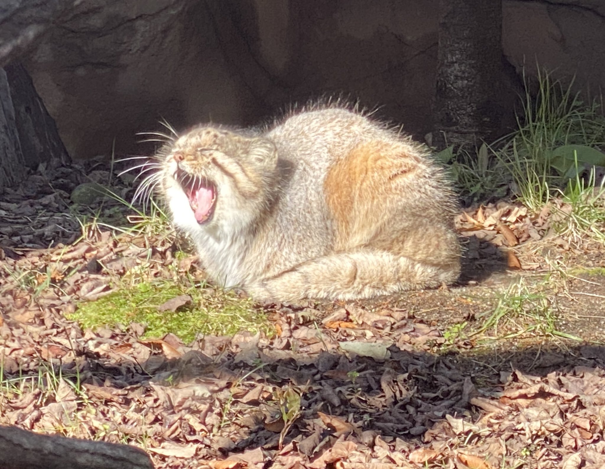 Turn off the sun!! It's keeping me from sleeping... - Wild animals, Zoo, Predatory animals, Cat family, Pallas' cat, Small cats, Yawn