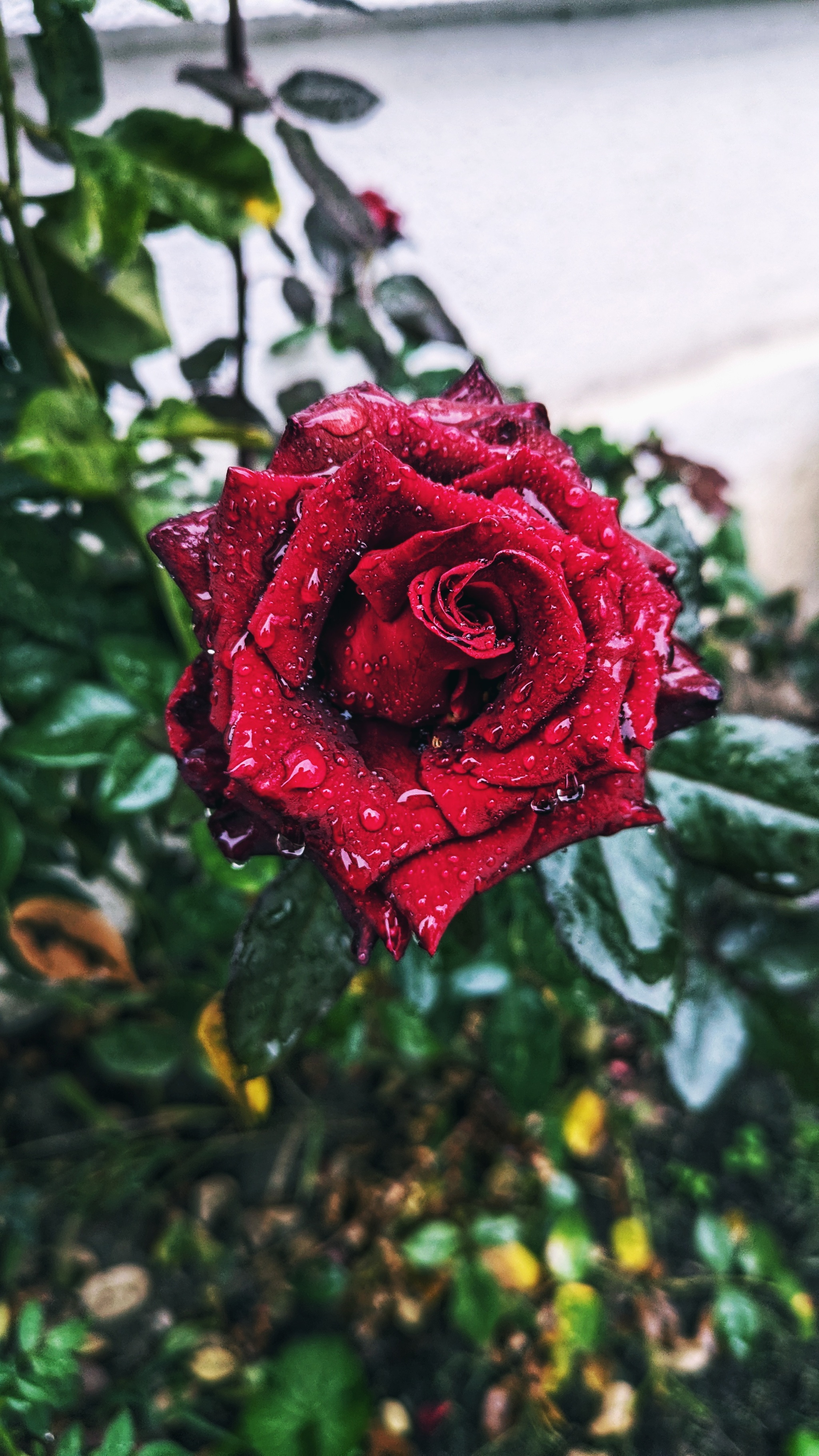 Let it be kept here too... - My, Google pixel smartphone, Pixel, Google, Mobile photography, The photo, the Rose, Rain, Longpost