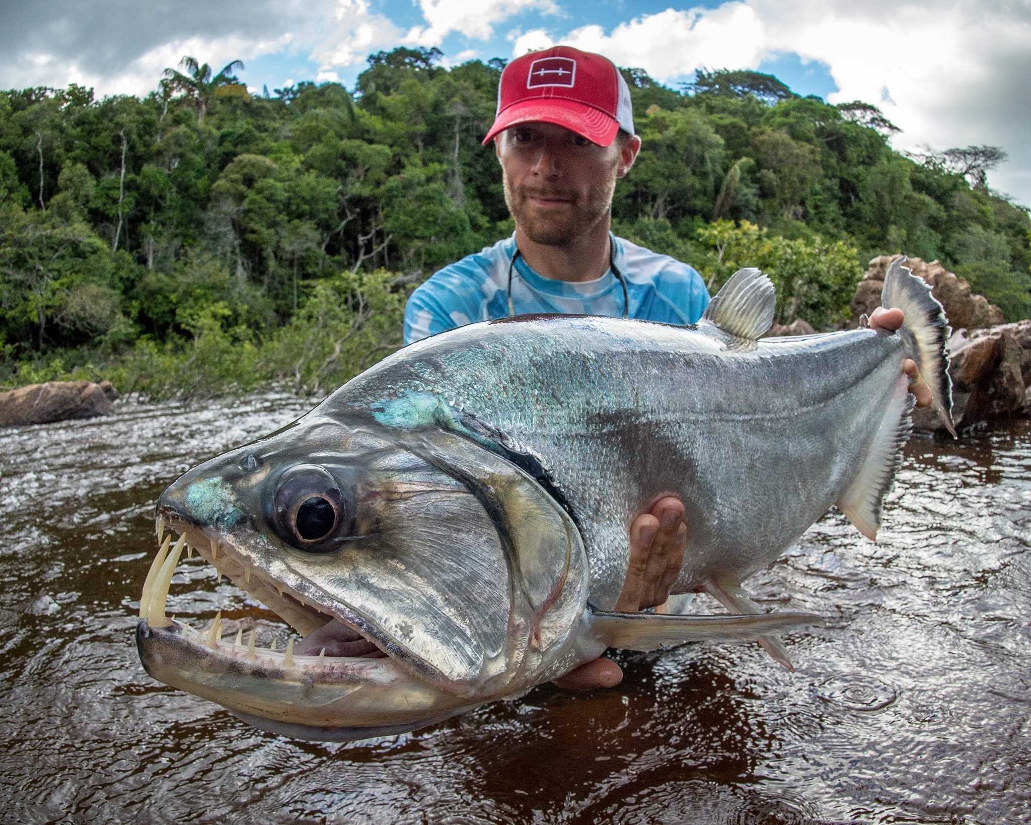 Toothy monster living in the river - My, Around the world, Biology, Nature, Animals, In the animal world, A fish, Fishing, The photo, Longpost, Water, Marine life, River