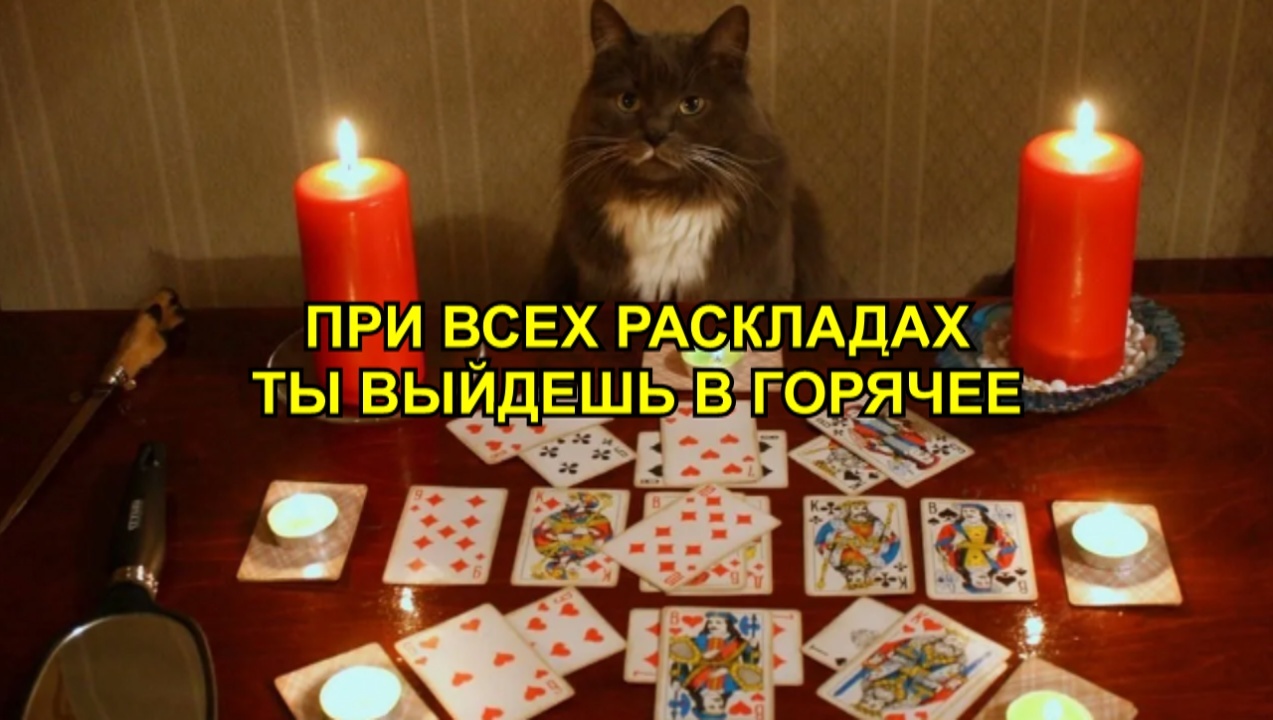 Tarot - Picture with text, Memes, Tarot cards, cat, Leonid Kanevsky