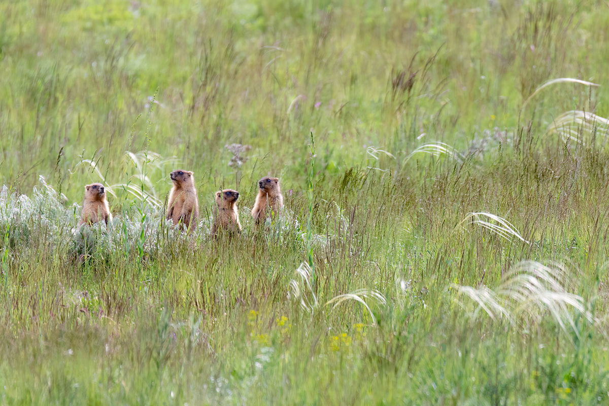 Do you see the gopher? He's not there. - My, Steppe, Rostov region, Photo hunting, Baibaco, Wild animals, The photo