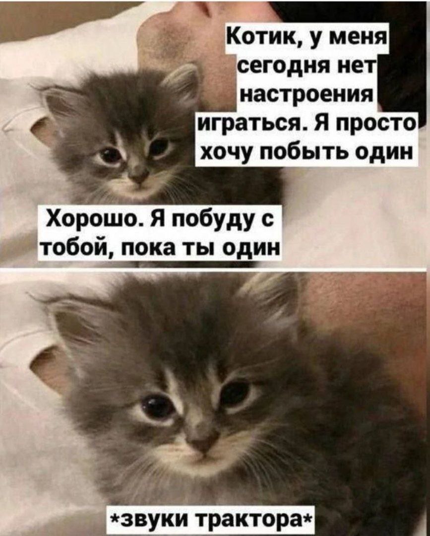 Sometimes it's important to just have someone there - Psychology, Психолог, Psychological help, cat, Picture with text, Images, Dialog, Kittens, Telegram (link), Milota, Hardened, Repeat