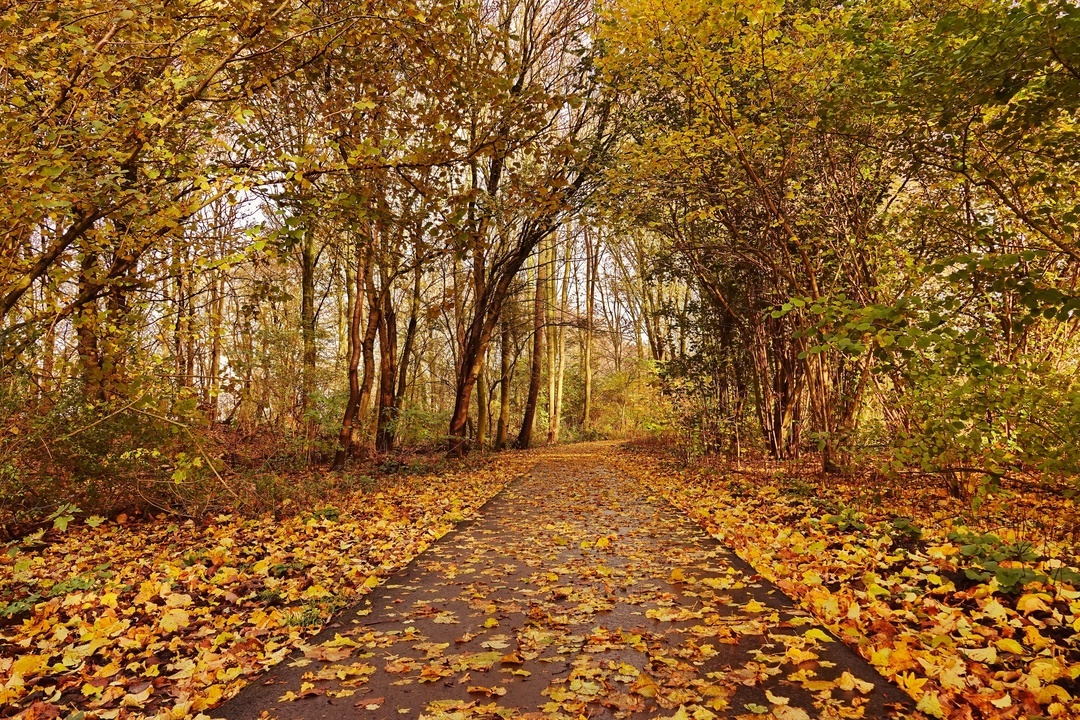 Autumn morning... - My, The photo, Netherlands (Holland), Nature, The park, Autumn, Autumn leaves